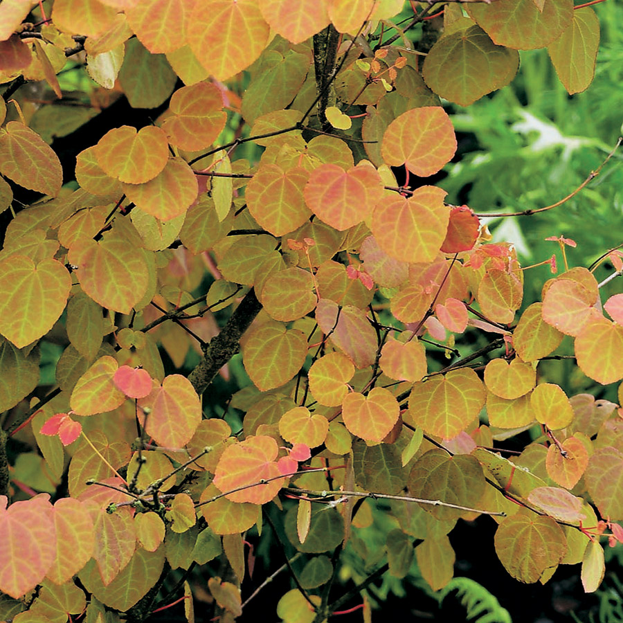 Prydnadsbuske Omnia Garden Katsura