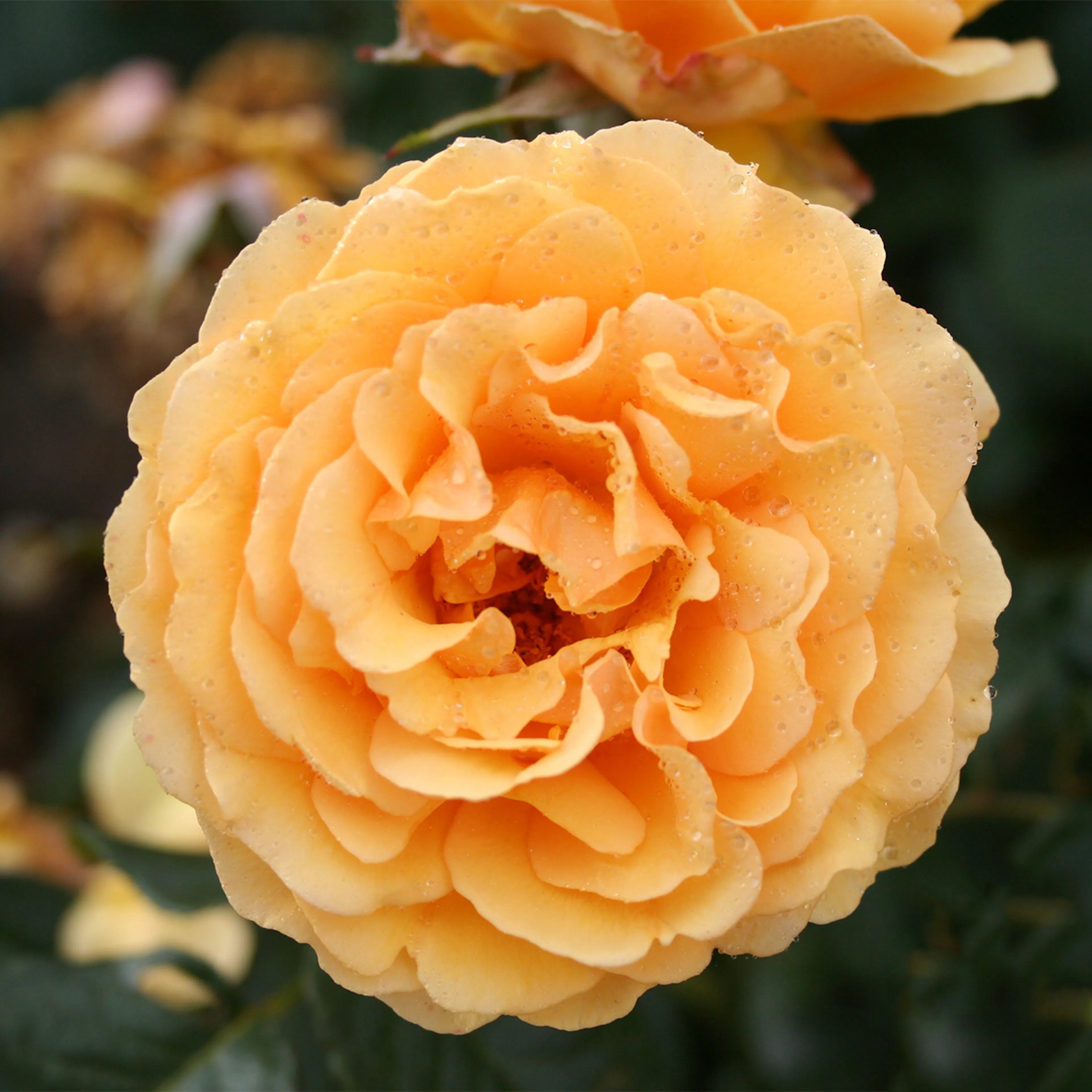 Rosa "Bernstein-Rose", 10-pack 10-pack