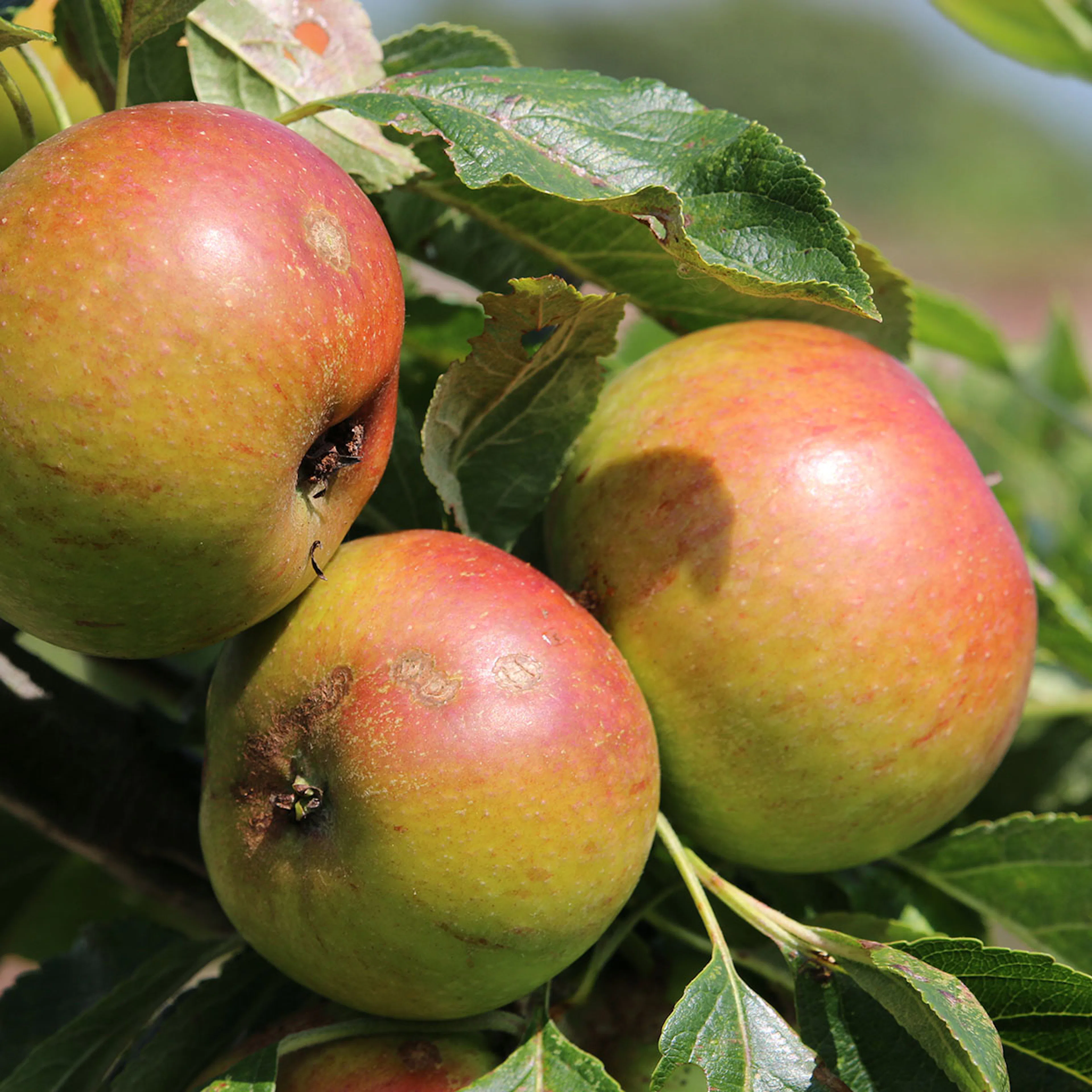 Äppleträd Omnia Garden Filippa