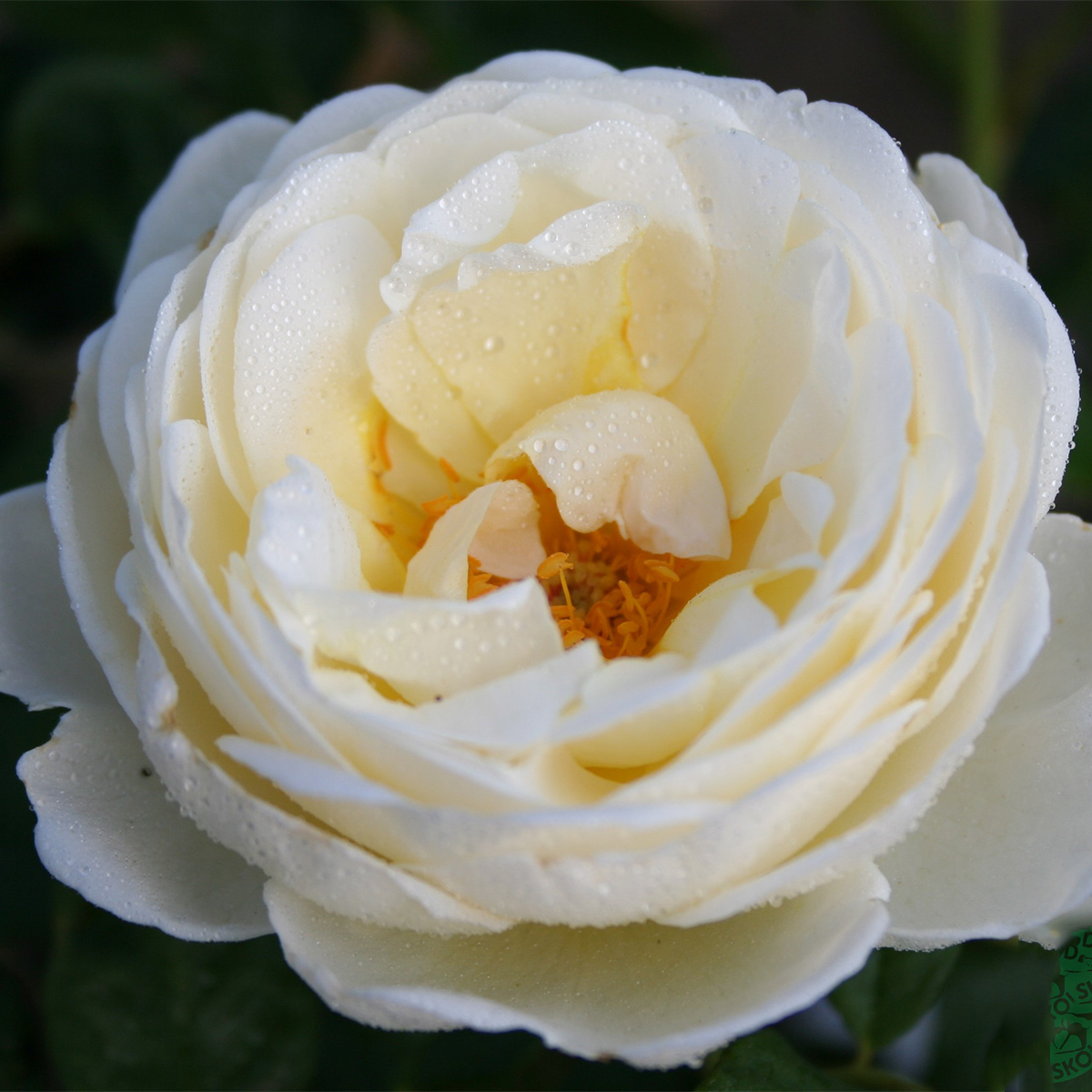 Storblommig Klätterros Omnia Garden Uetersener Klosterrose