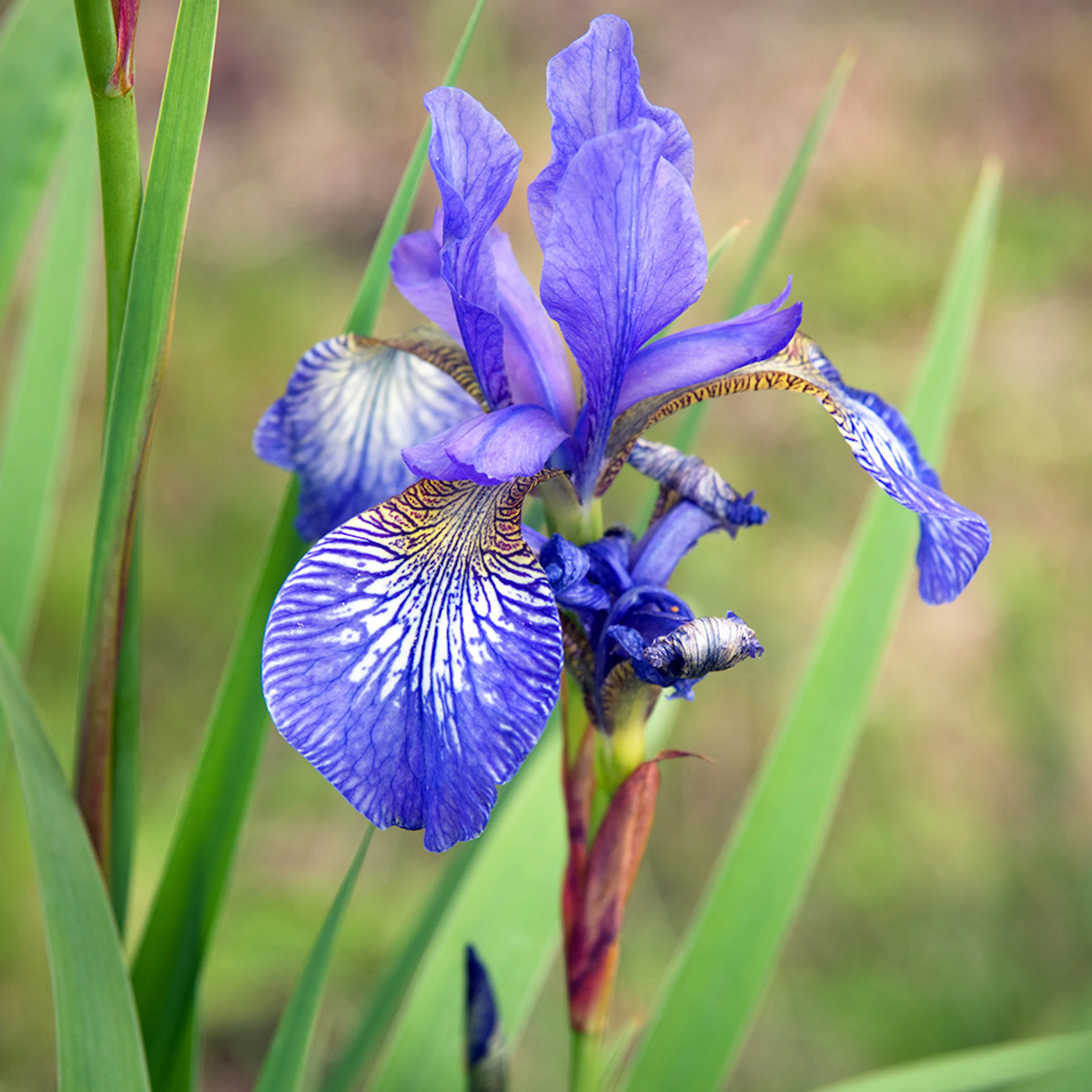 Planta Perenn Omnia Garden Rabattiris Blue King Strandiris
