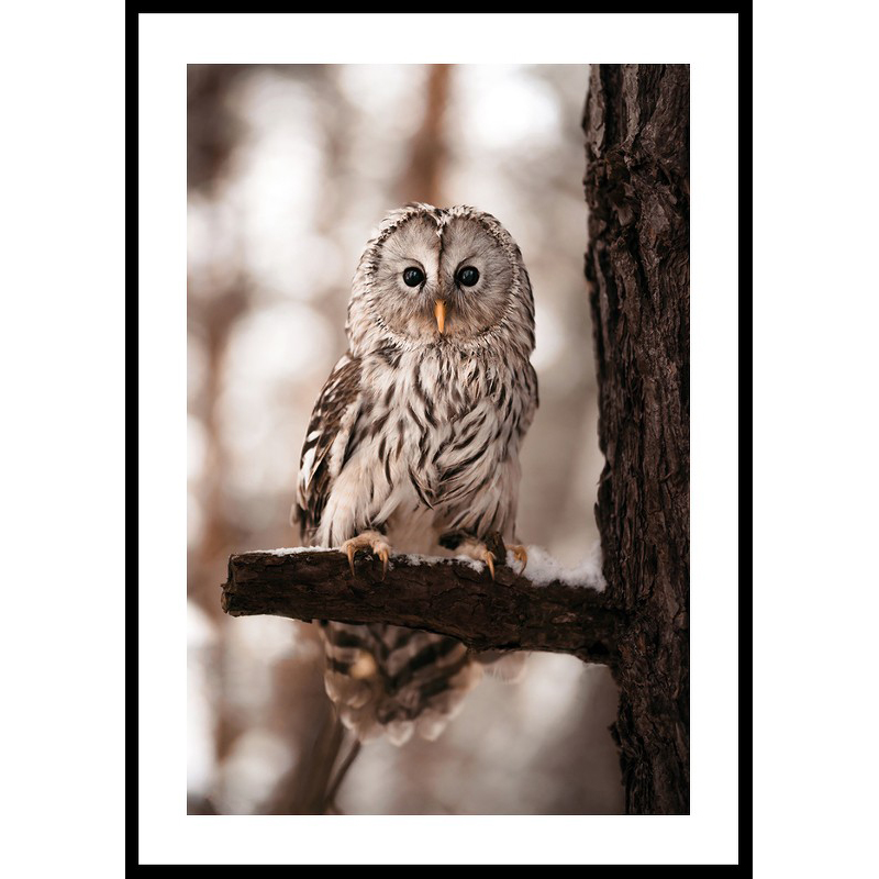 Poster Gallerix Owl