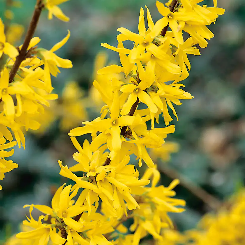 Prydnadsbuske Omnia Garden Prydnadsbuske Hybridforsythia 125-150cm
