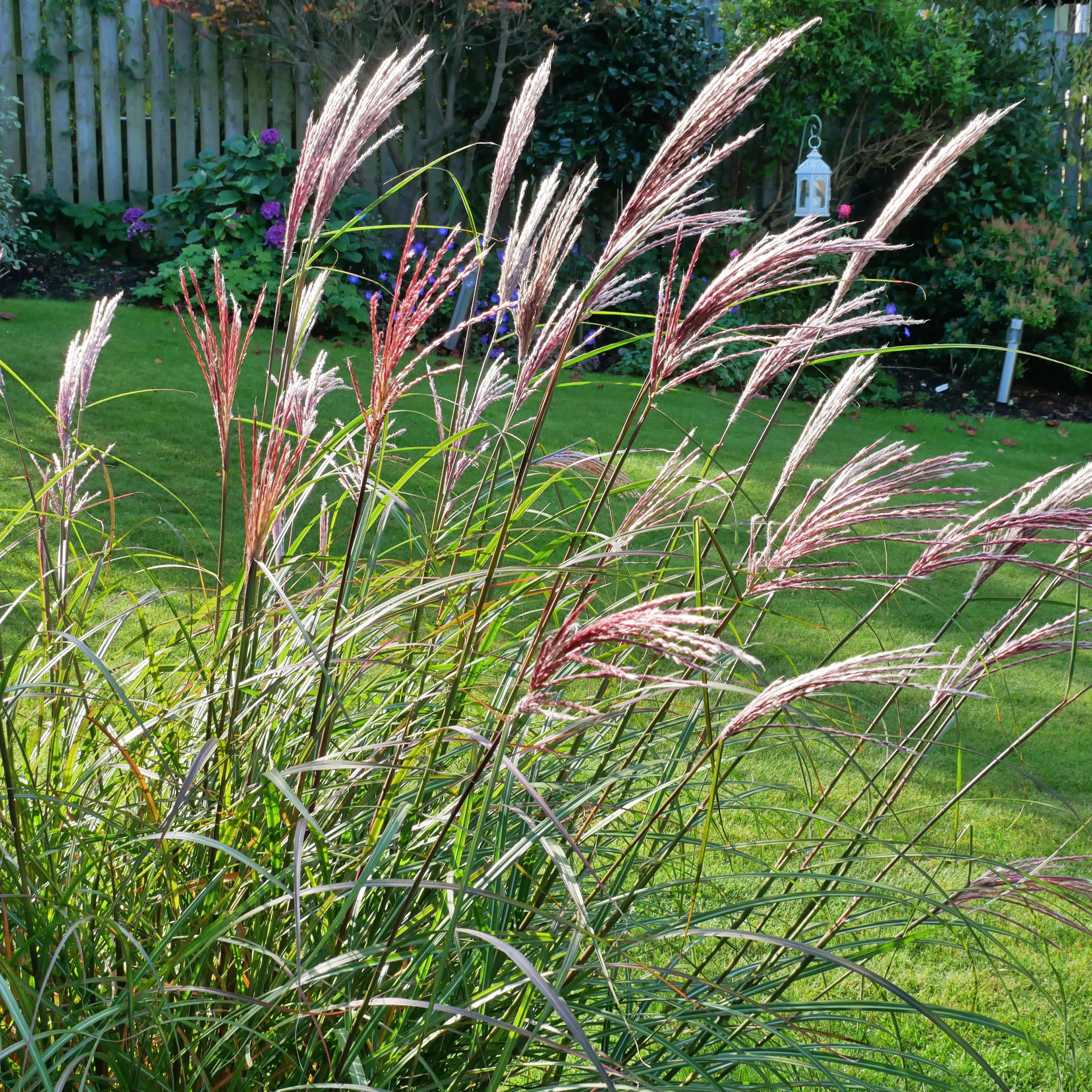 Planta Omnia Garden Glansmiskantus Red Chief
