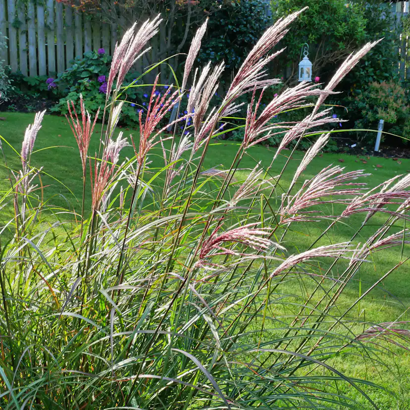 Planta Omnia Garden Glansmiskantus Red Chief