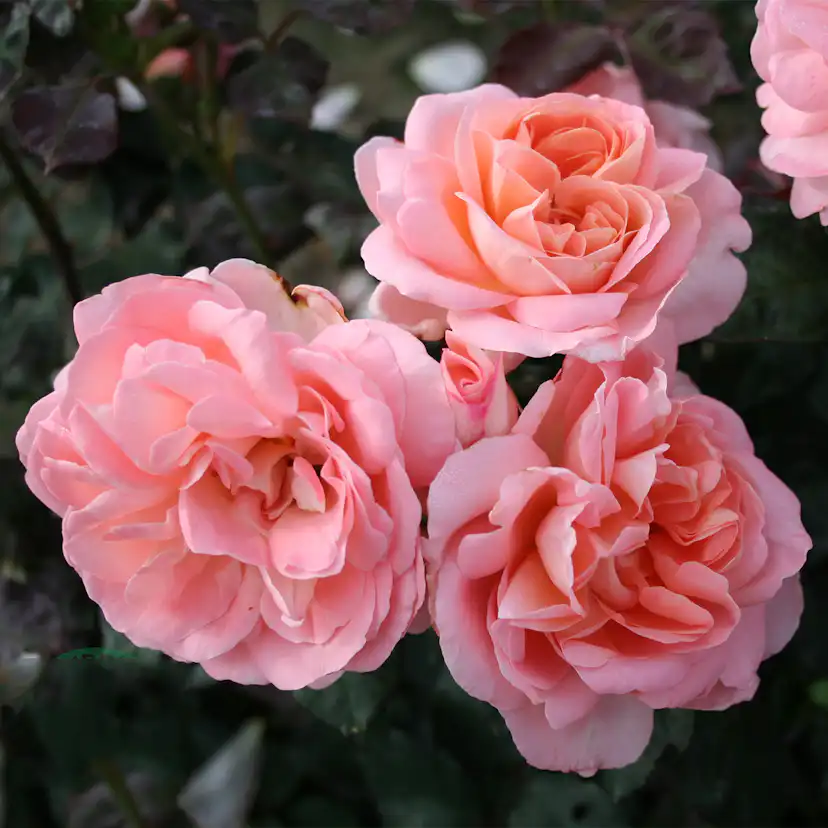 Storblommig Buskros Omnia Garden Sissel Renaissance