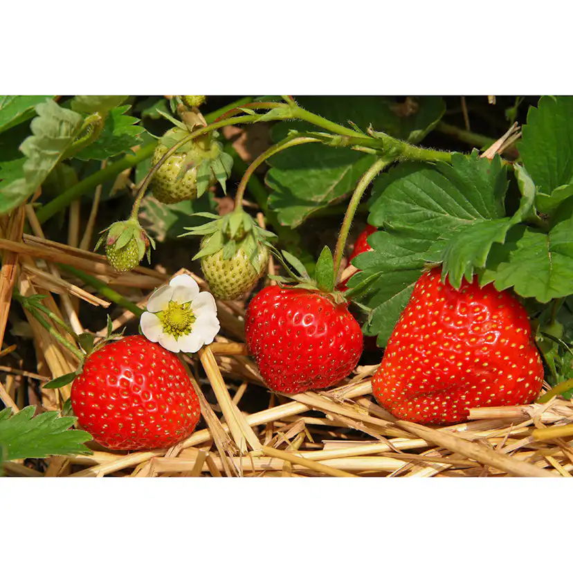 Jordgubbe Omnia Garden Fragaria Ananassa Salsa