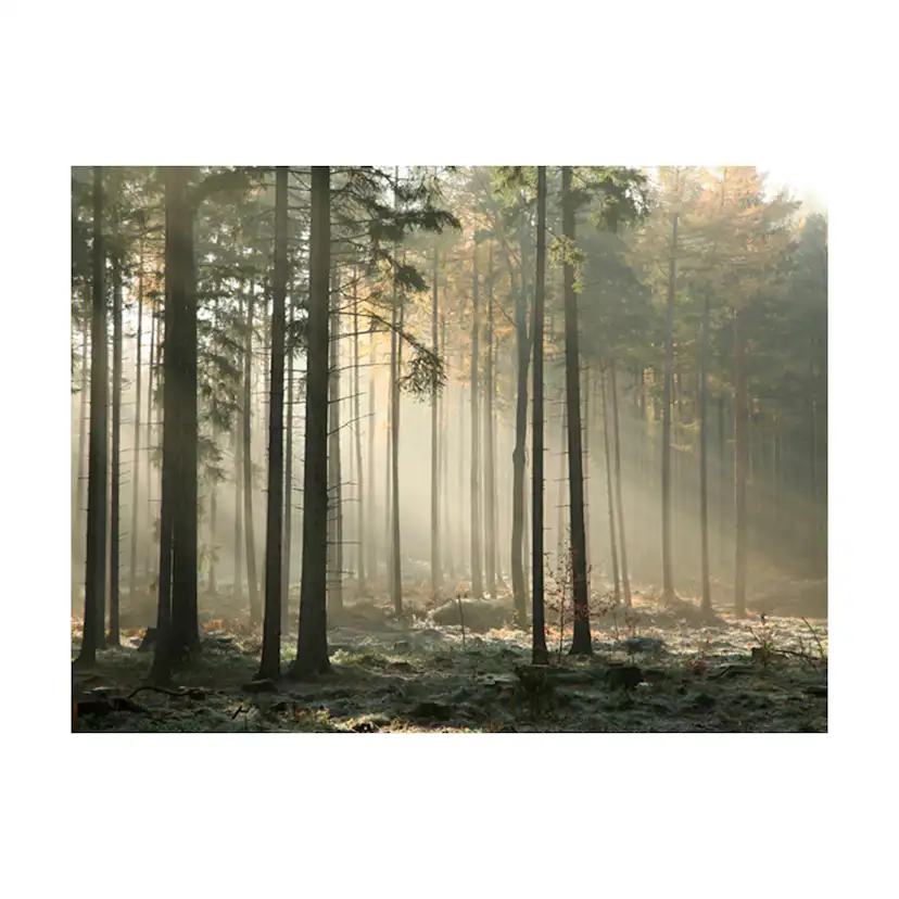 Fototapet Arkiio Foggy November Morning
