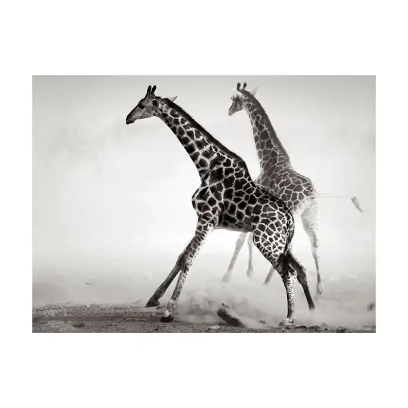 Fototapet Arkiio Giraffer