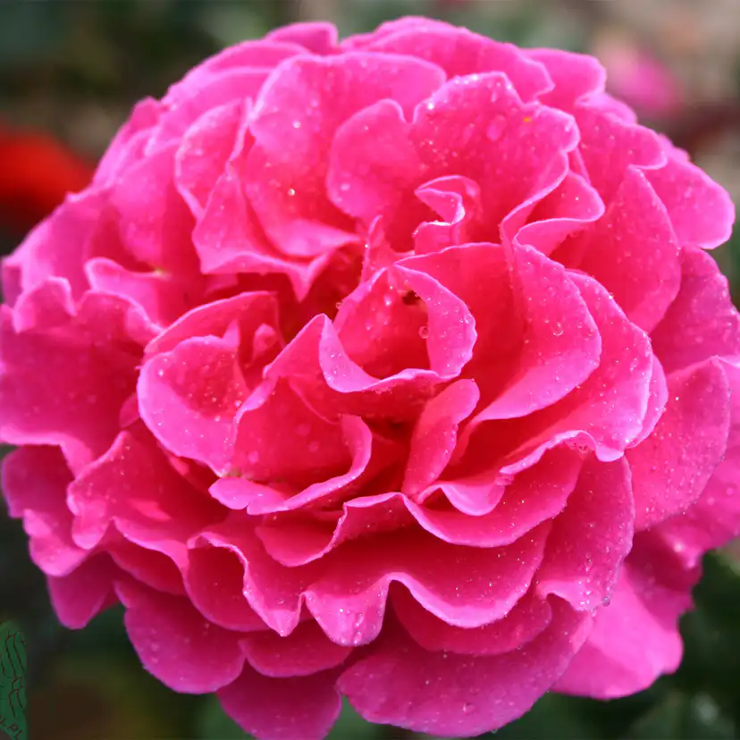 Storblommig Buskros Omnia Garden Prinsessa Alexandra