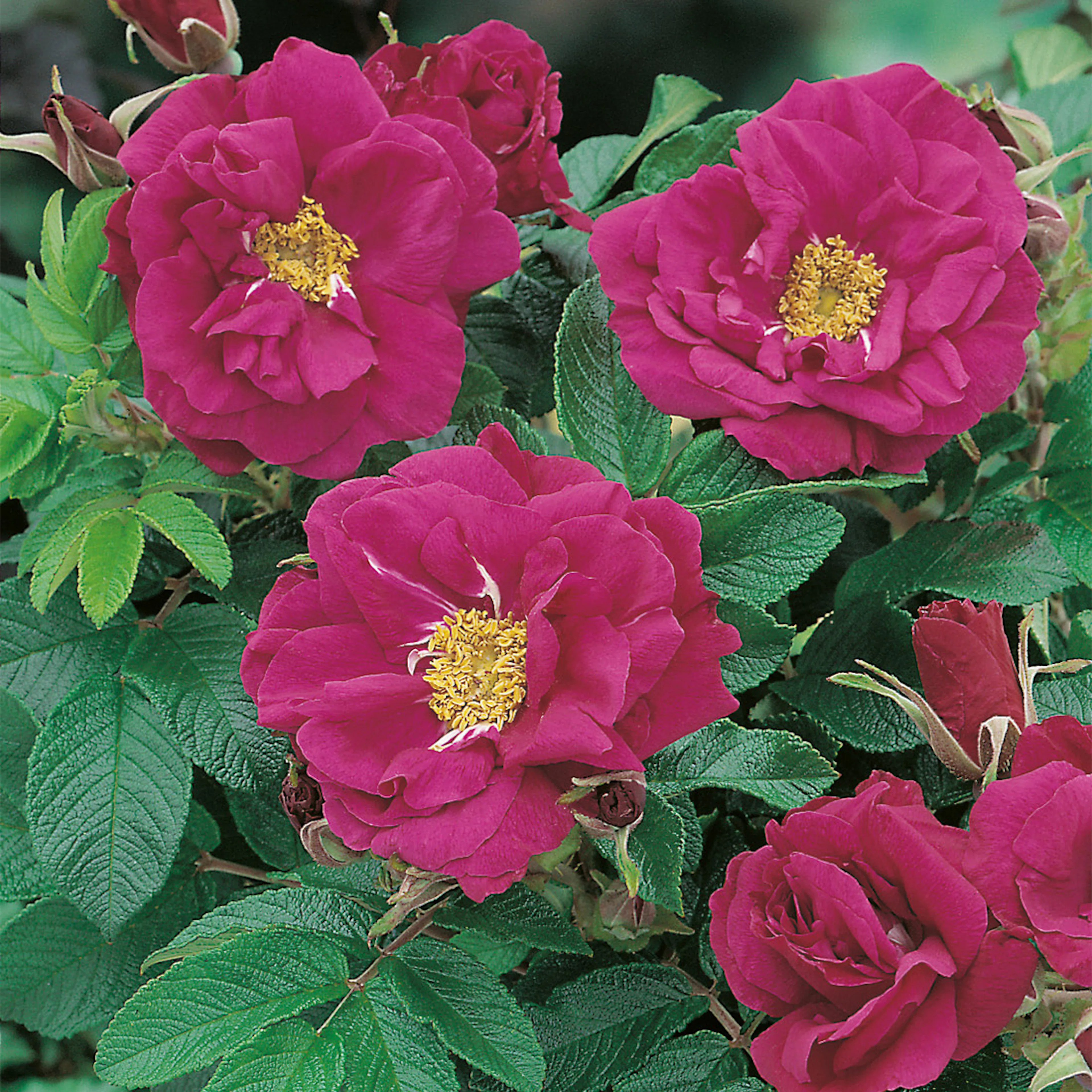 Rosa "Hansa", 10-pack 10-pack