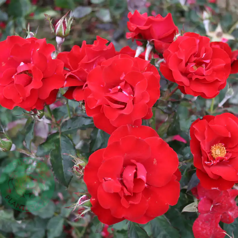 Flerblommig Rabattros Omnia Garden H.C. Andersen