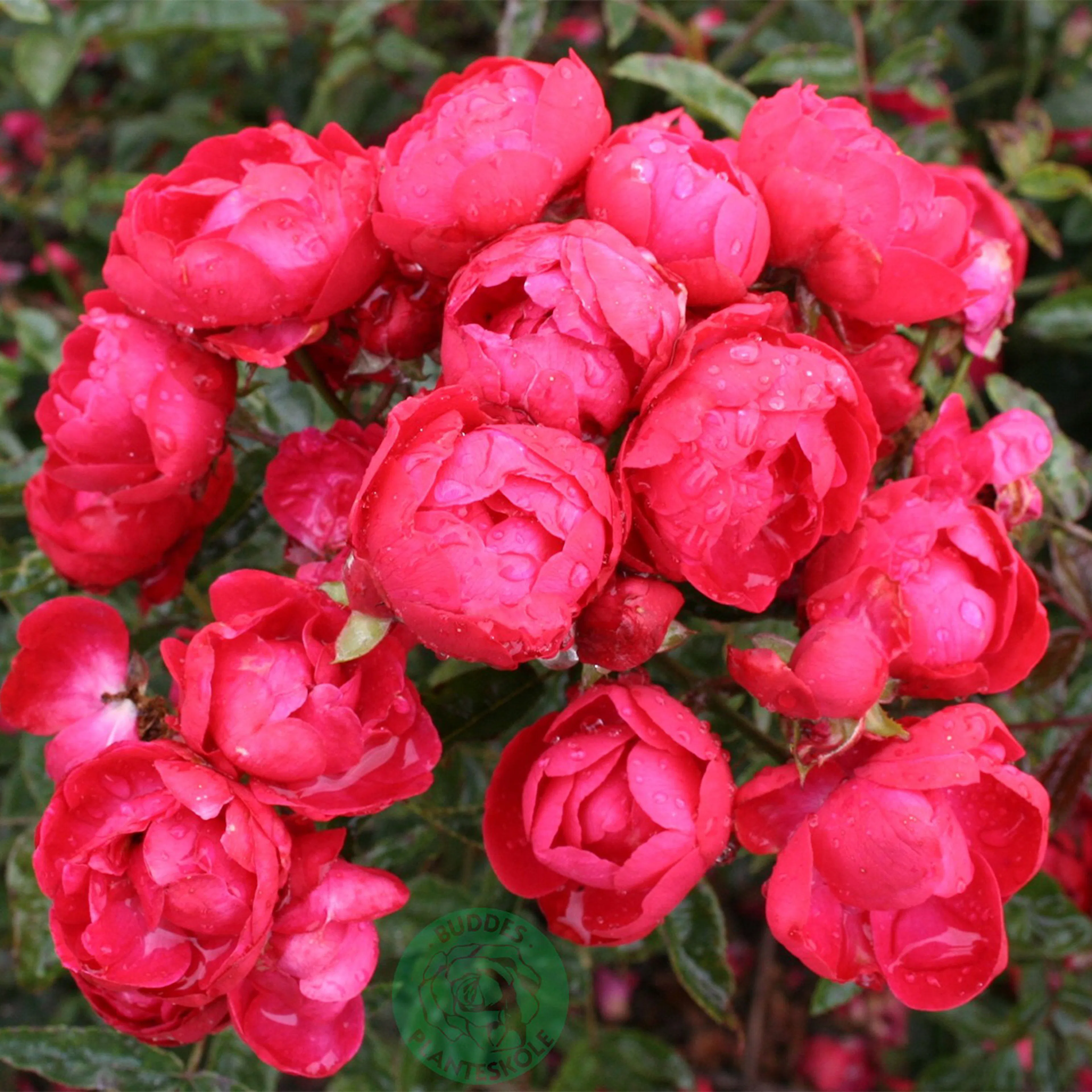 Rosa "Morsdag", 1-pack 1-pack