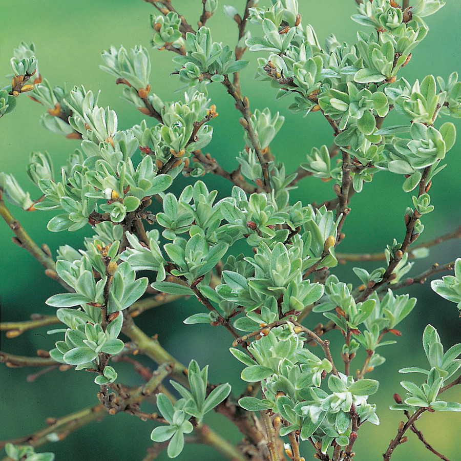 Prydnadsträd Omnia Garden Alpvide - Salix Helvetica SH 80-100 cm