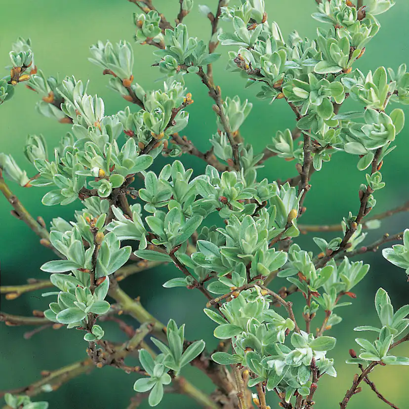 Prydnadsträd Omnia Garden Alpvide - Salix Helvetica SH 80-100 cm