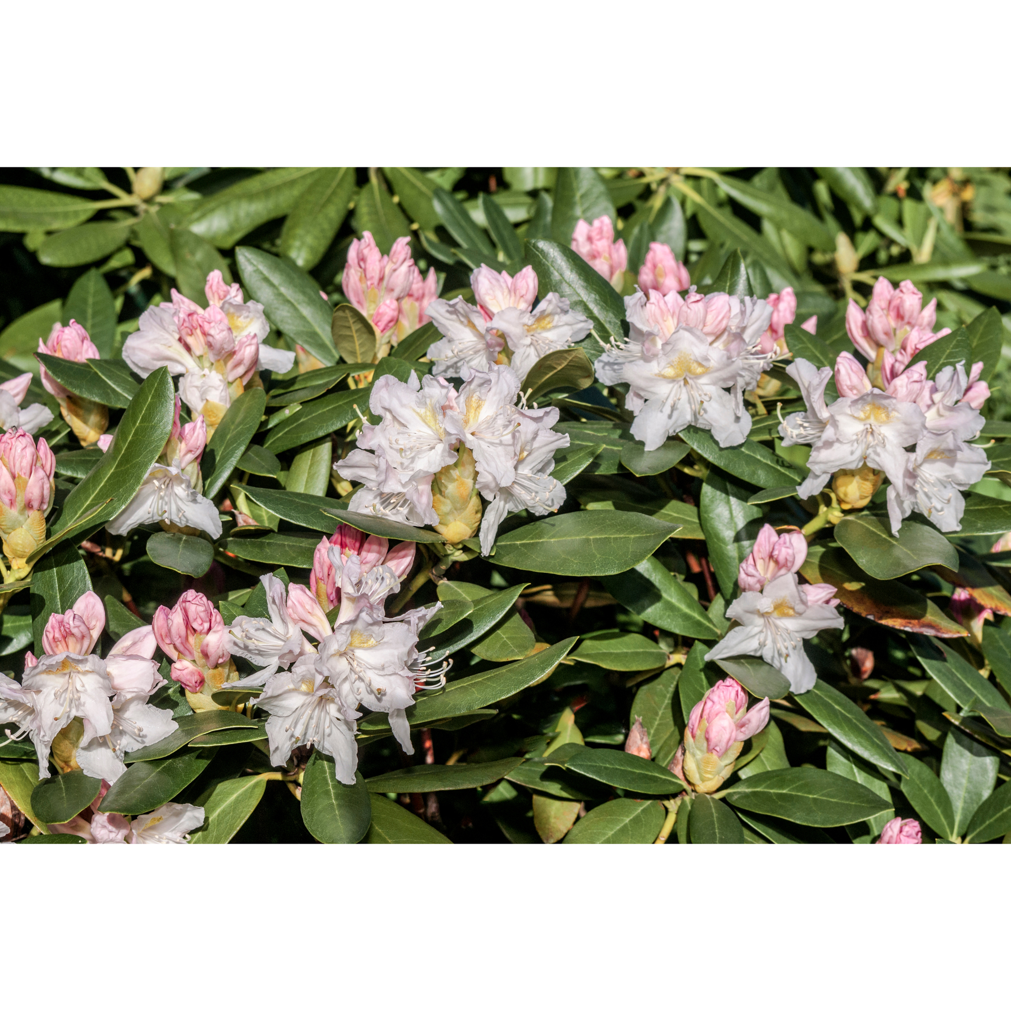Rhododendron Omnia Garden Cunningham's White Vit Buske 30-40 cm