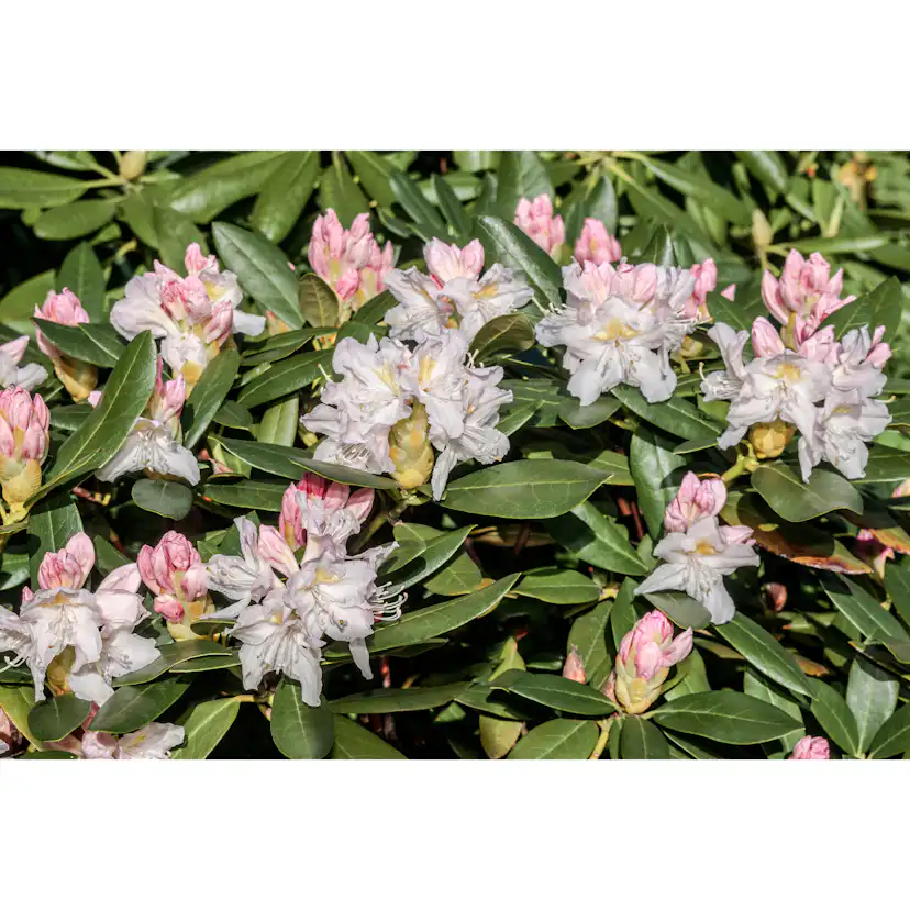 Rhododendron Omnia Garden Cunningham's White Vit Buske 30-40 cm
