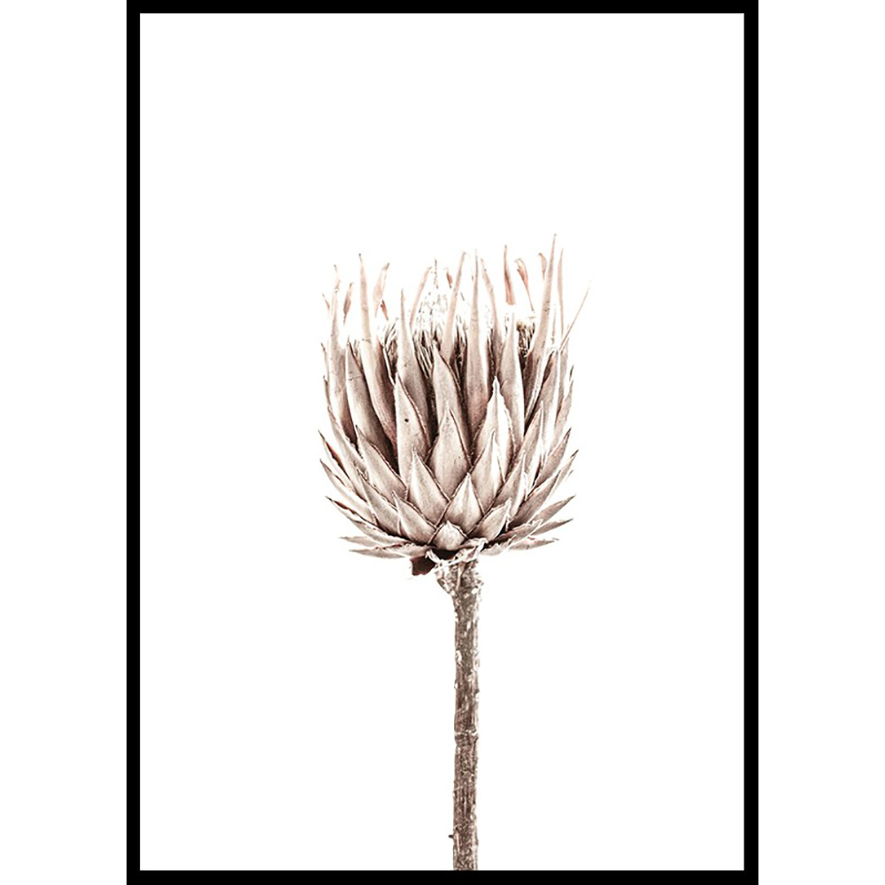 Poster Gallerix Dried Flower Up Close