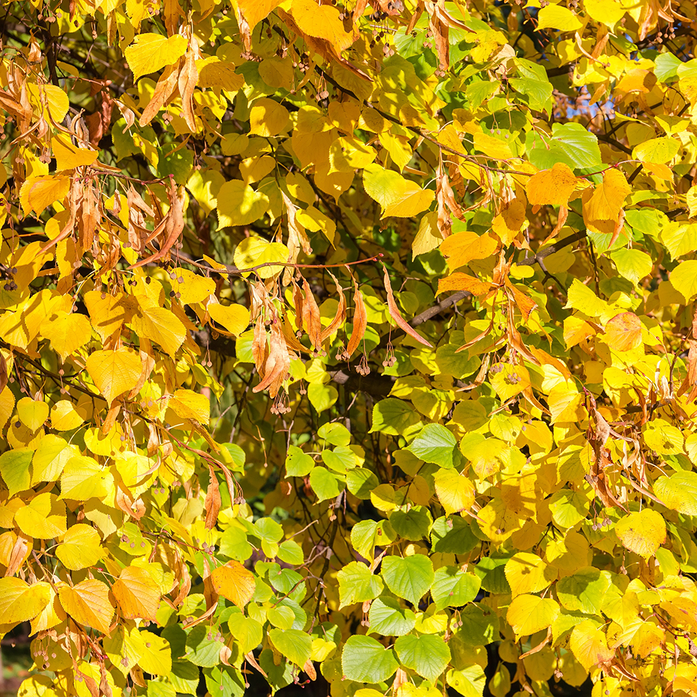 Prydnadsträd Skogslind Omnia Garden Tilia Cordata 150-200 cm
