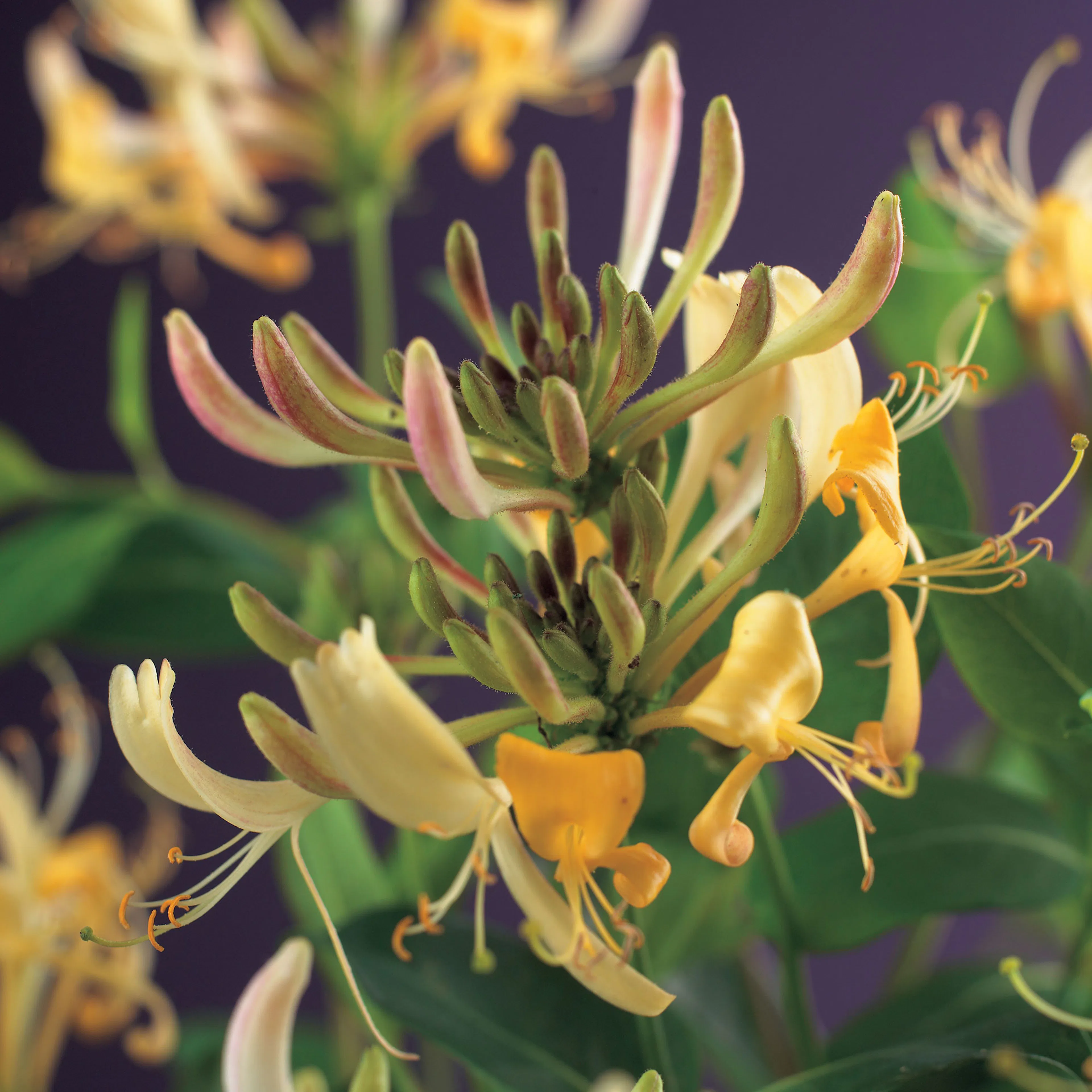 Klätterväxt Vildkaprifol Omnia Garden Lonicera Periclymenum 40-60 cm