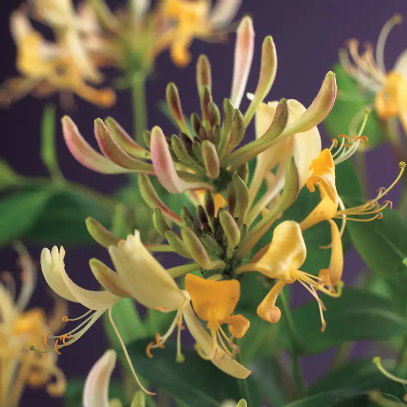 Klätterväxt Vildkaprifol Omnia Garden Lonicera Periclymenum 40-60 cm