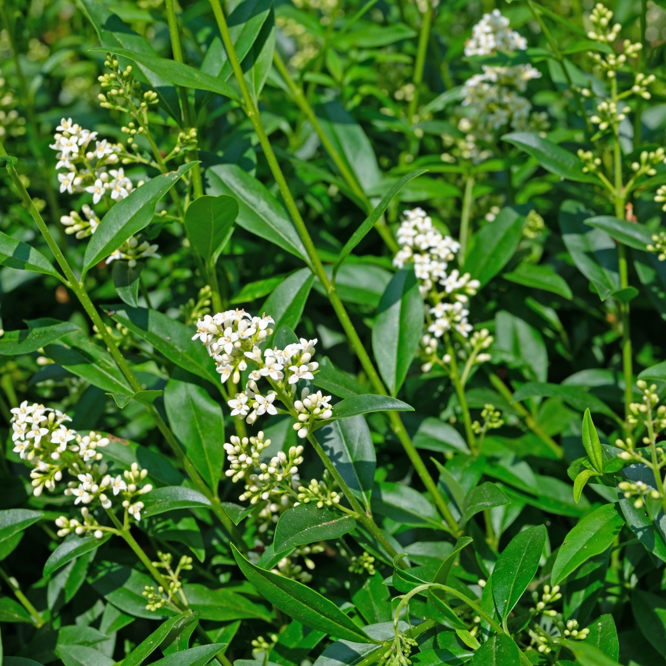 Planta Vinterliguster Liga Omnia Garden Krukodlade 10st