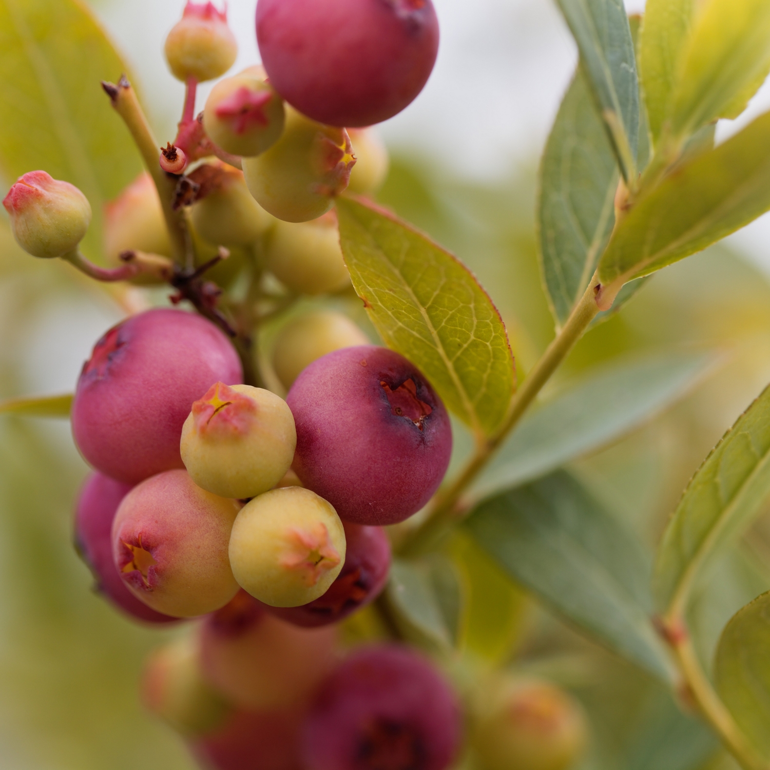 Planta Amerikanskt Blåbär Omnia Garden Pink Lemonade