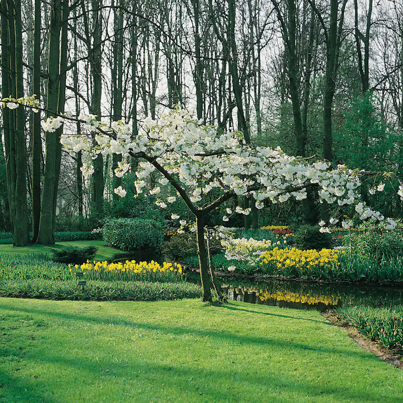 Prydnadsträd Omnia Garden Glanskörsbär Vit Blomning 150-200 cm