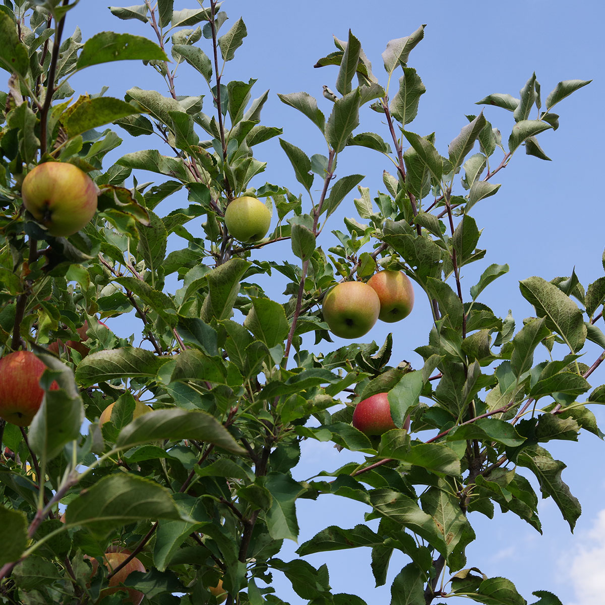 Äppelträd Omnia Garden Malus domestica