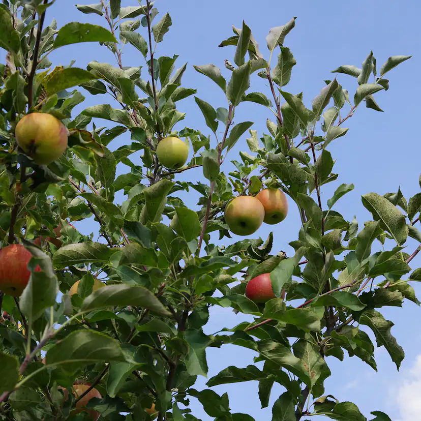Äppelträd Omnia Garden Malus domestica
