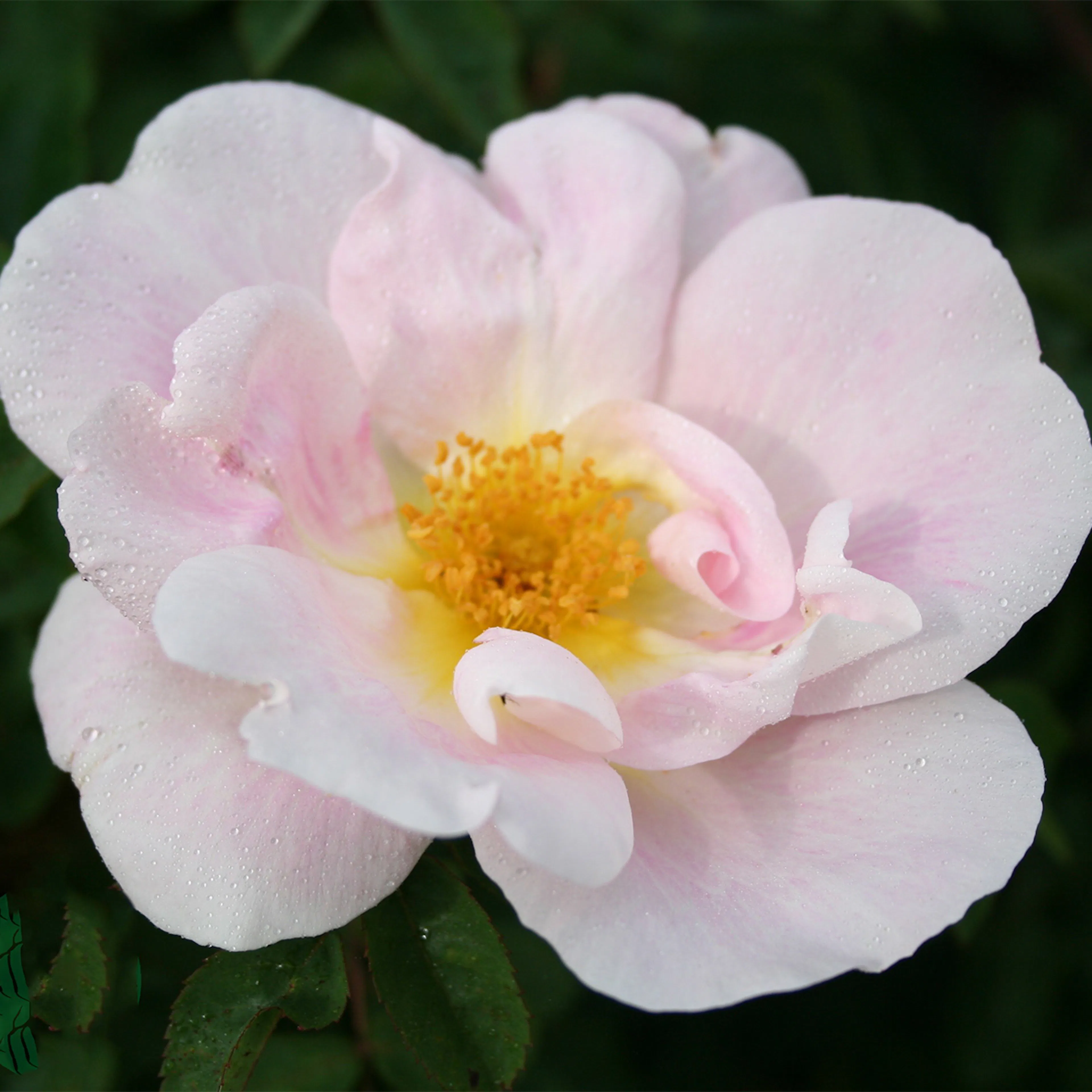 Rosa "Nevada", 10-pack 10-pack