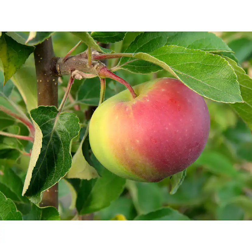 Äppelträd Omnia Garden Malus Domestica Rött Kaneläpple