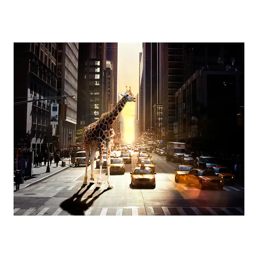 Fototapet Arkiio Giraff I Den Stora Staden