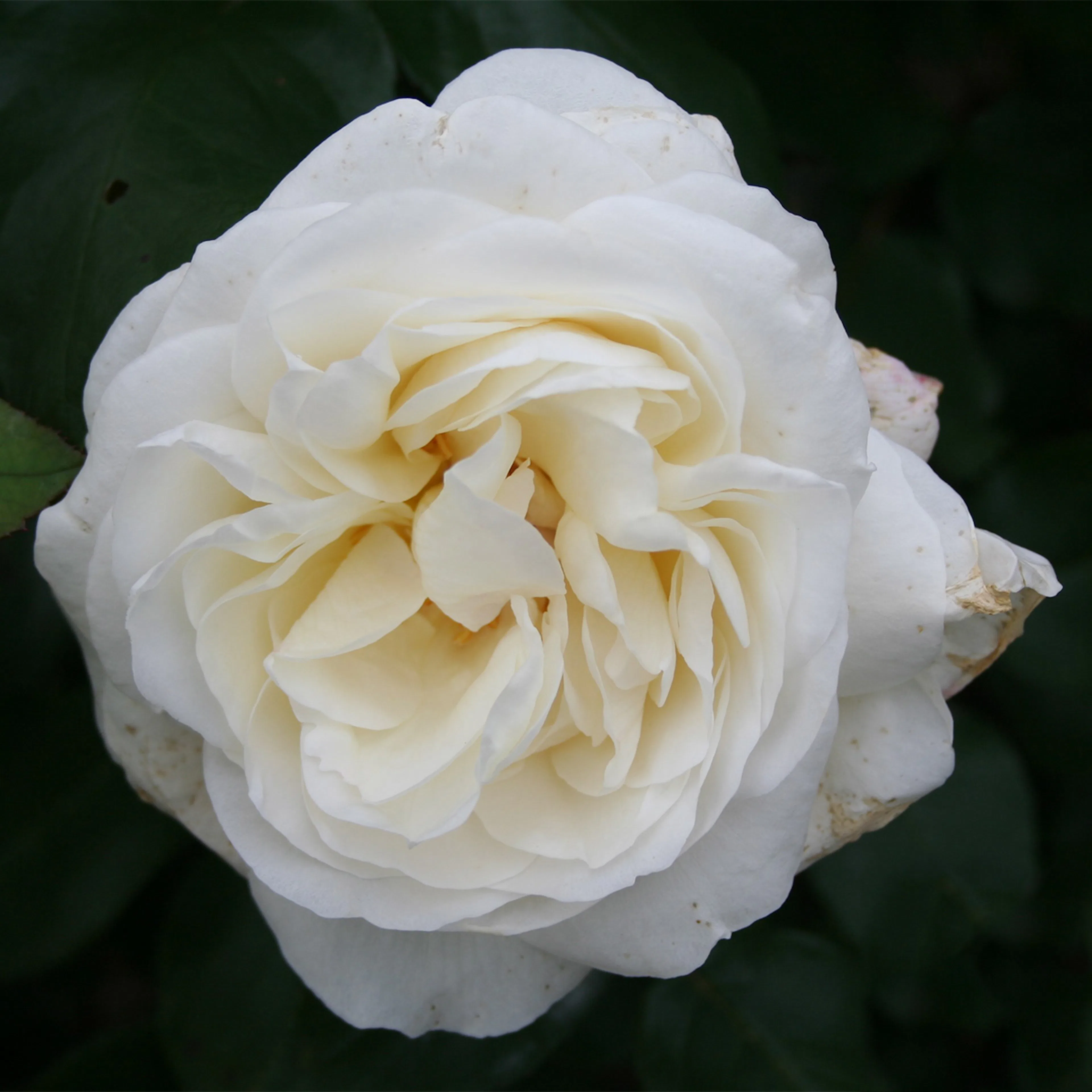 Rosa "Claus Dalby", 5-pack 5-pack