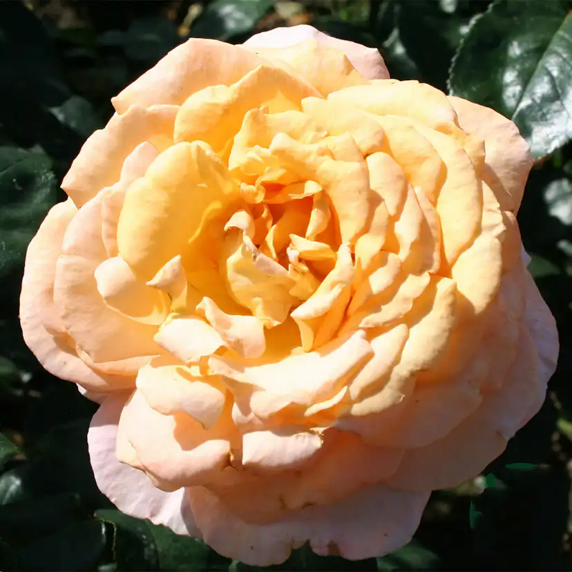 Storblommig Rabattros Omnia Garden Bitten Clausen