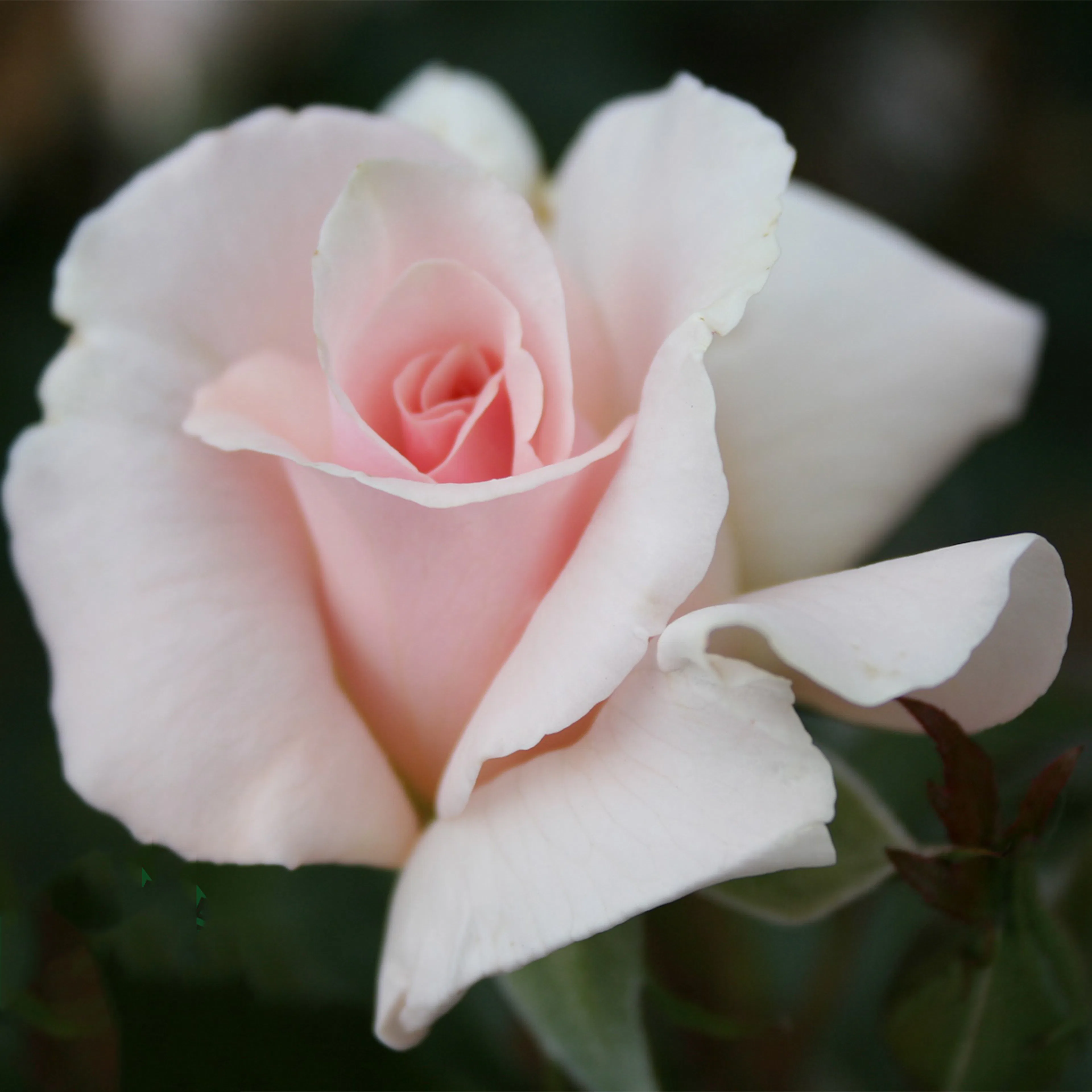 Rosa "A Whiter Shade of Pale", 5-pack 5-pack