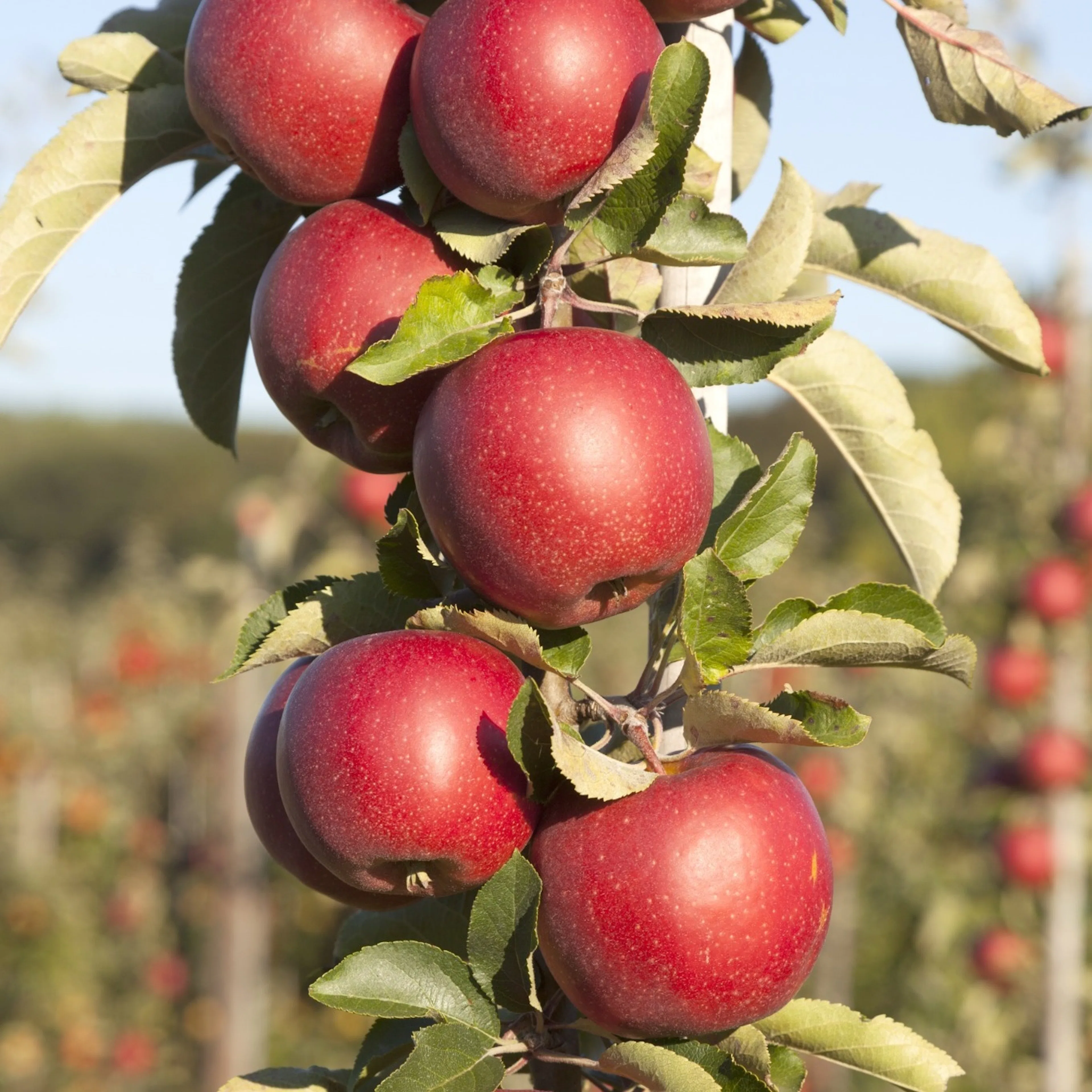Malus domestica 'Redcats' (pelaräpple), inkl. uppbindnings k Med uppbindningskit