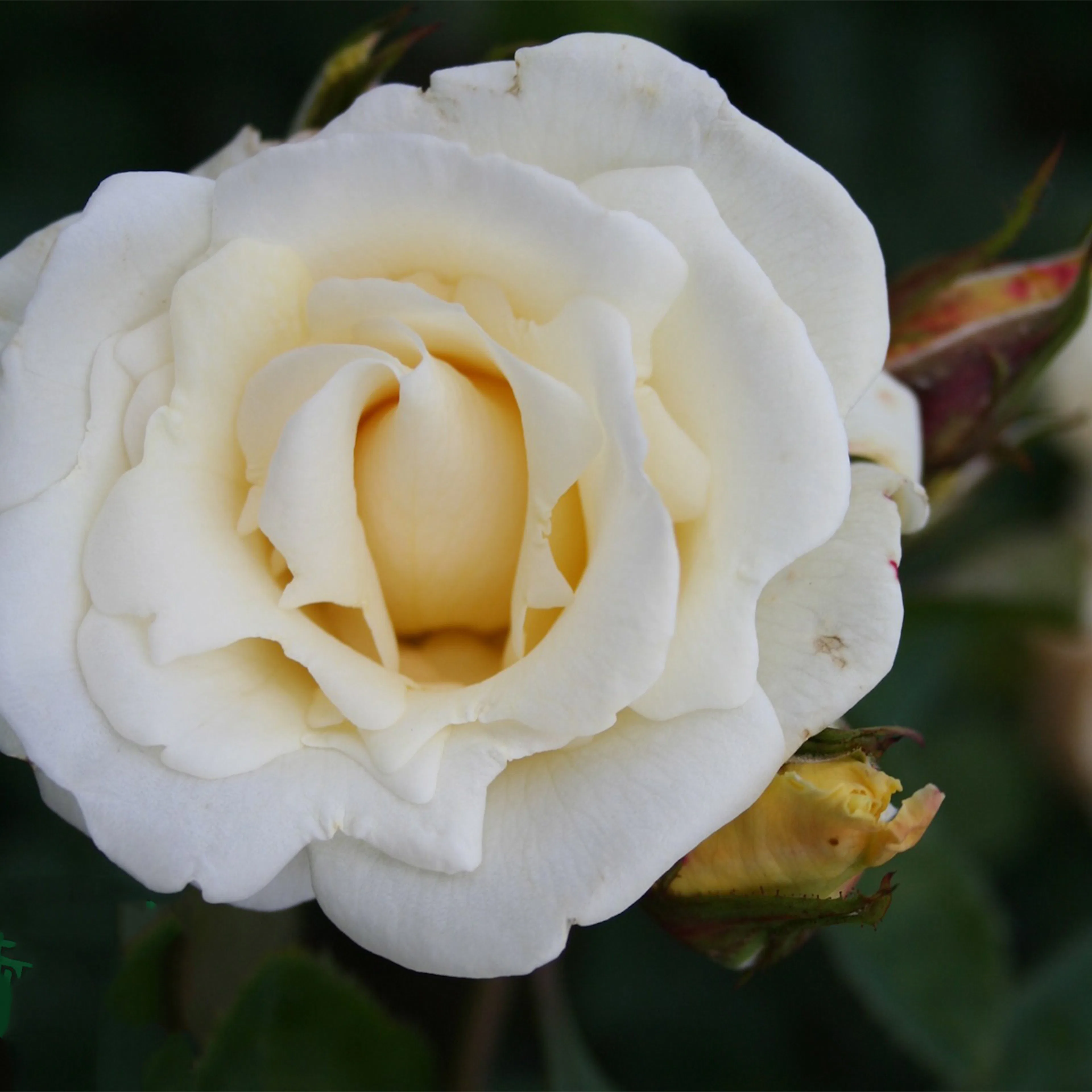 Rosa "White Nights", 5-pack 5-pack