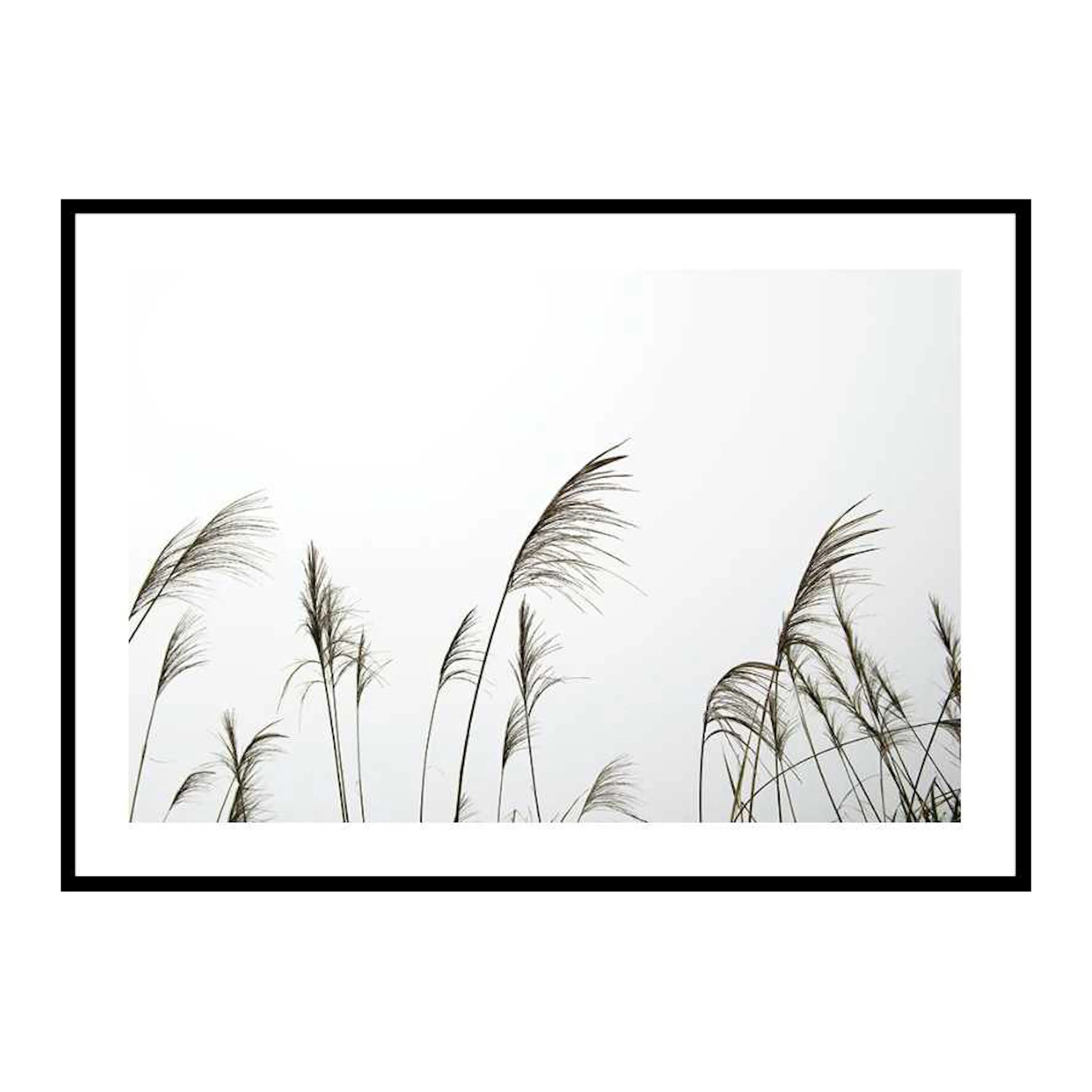Poster Gallerix Reed Flowers