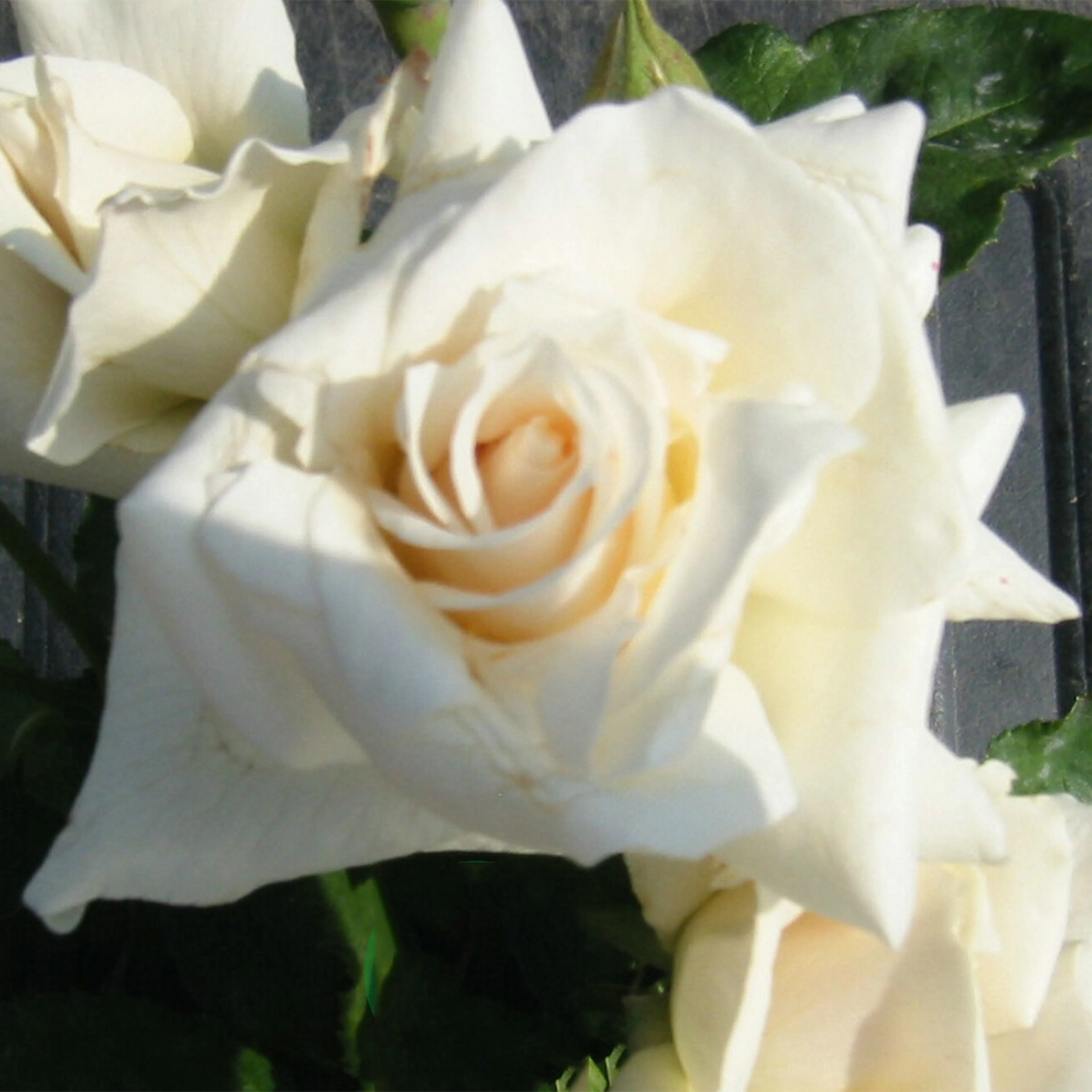 Rosa "Pascali", 10-pack 10-pack