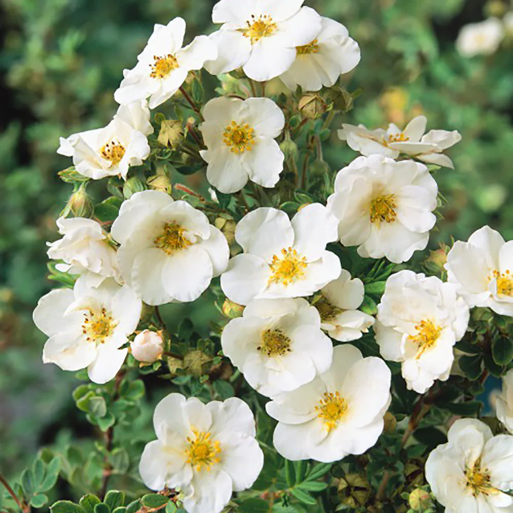 Planta Häck Omnia Garden Trädgårdstok Sandved