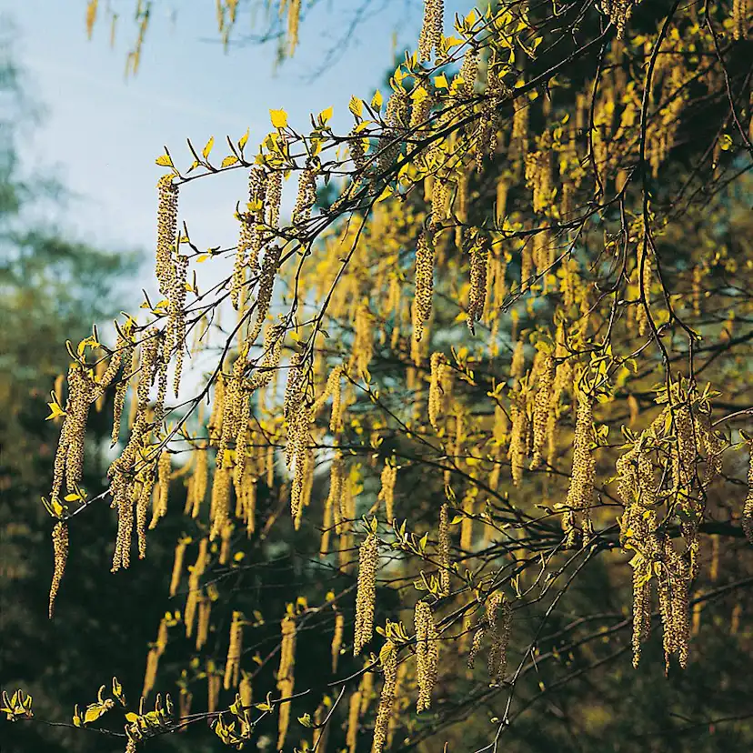 Buske Hassel Omnia Garden 150-200cm