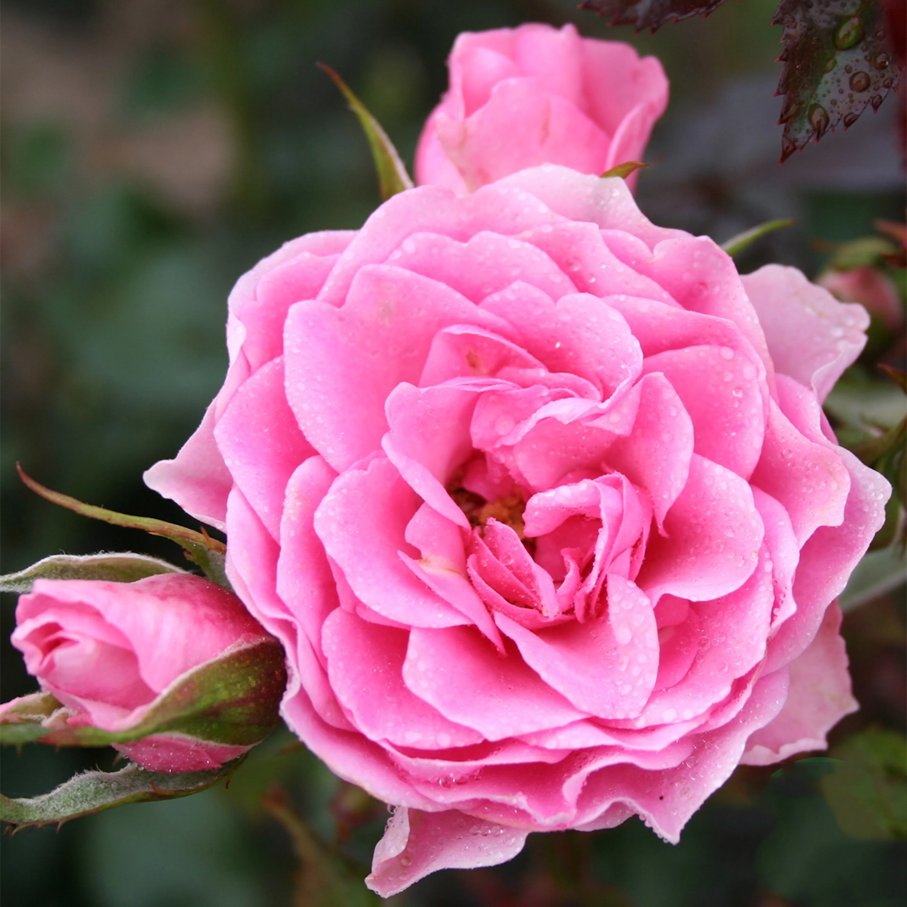 Rosa "I am grateful", 10-pack 10-pack