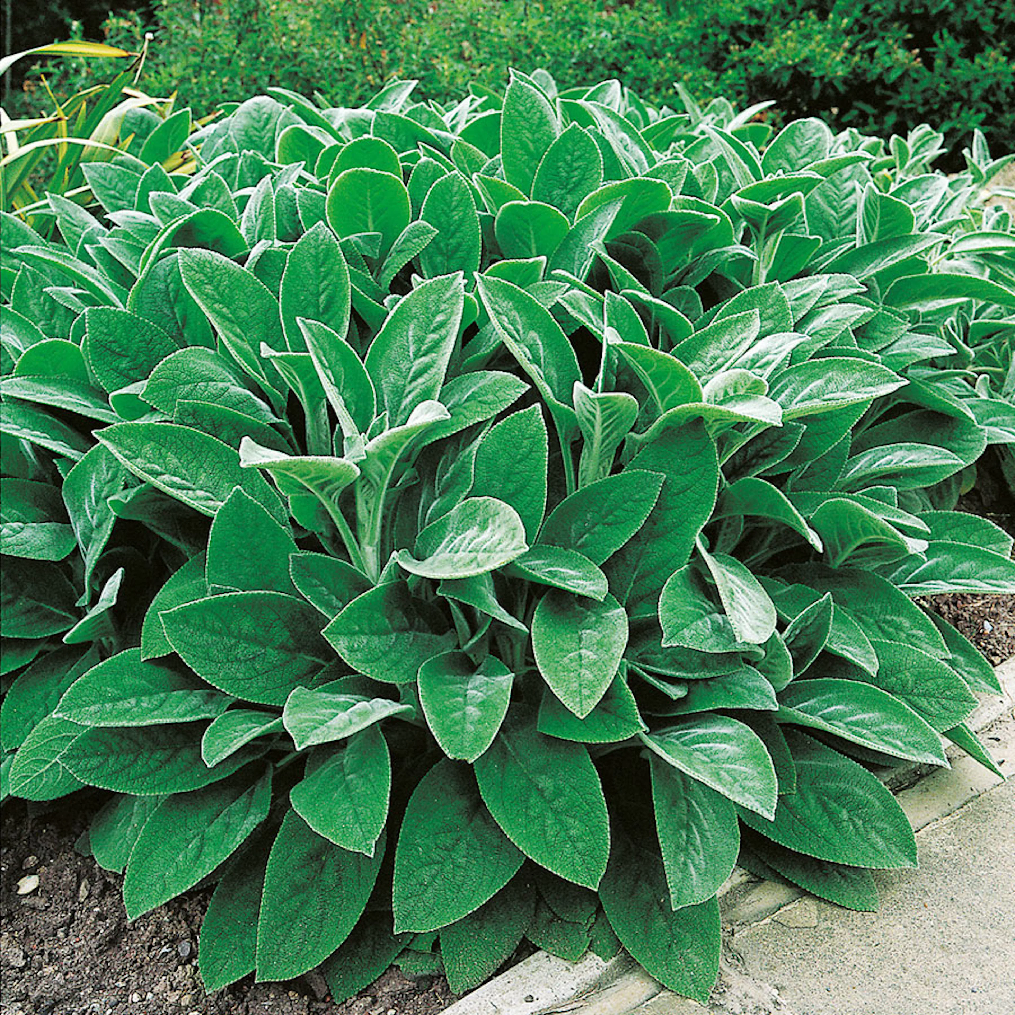 Planta Omnia Garden Lammöron Big Ears