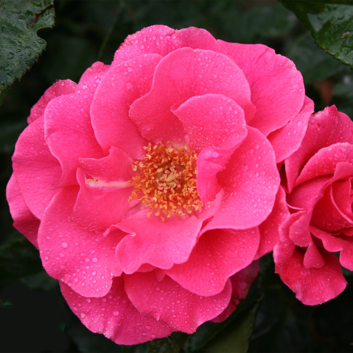 Flerblommig Rabattros Omnia Garden Romanze