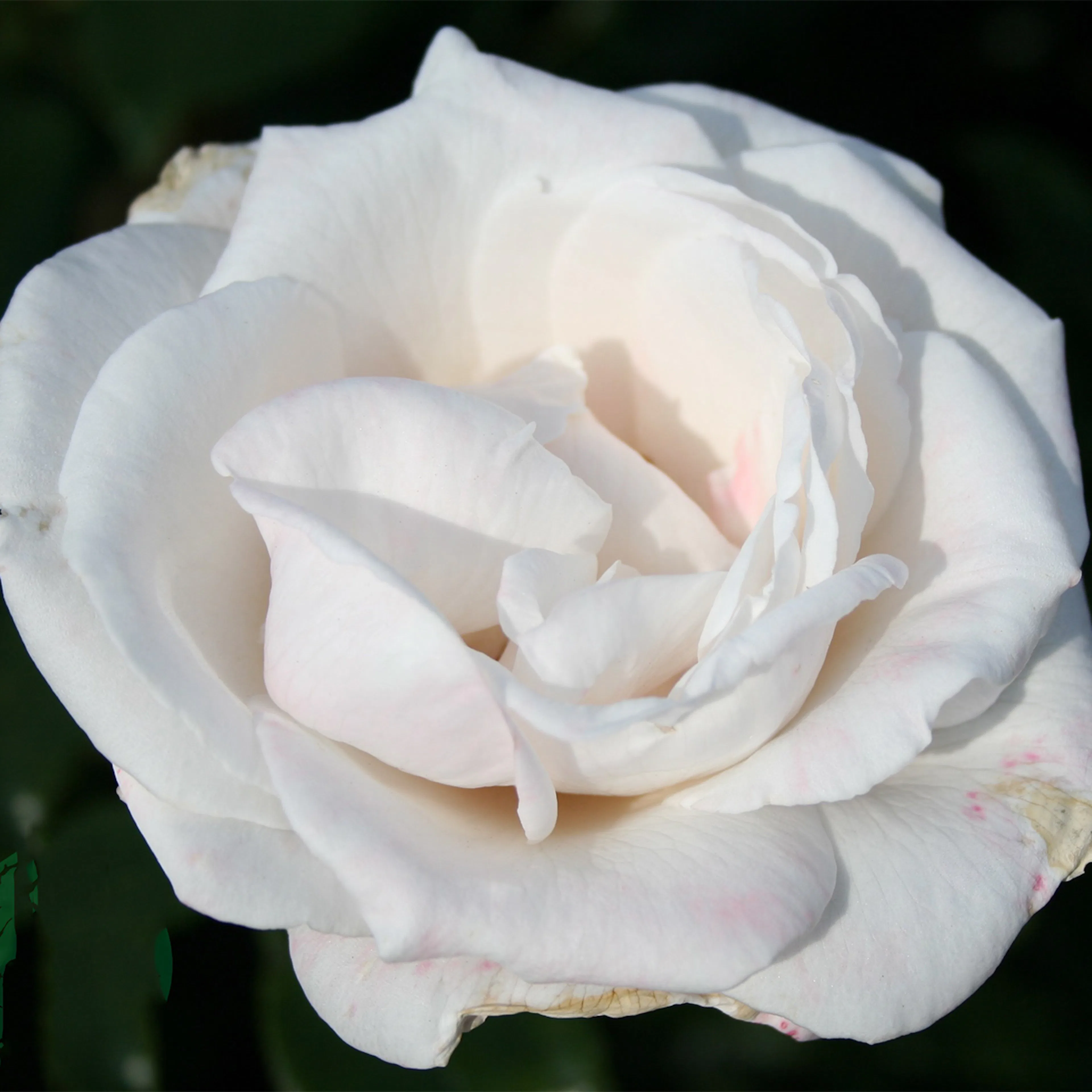 Rosa "Royal Copenhagen", 10-pack 10-pack