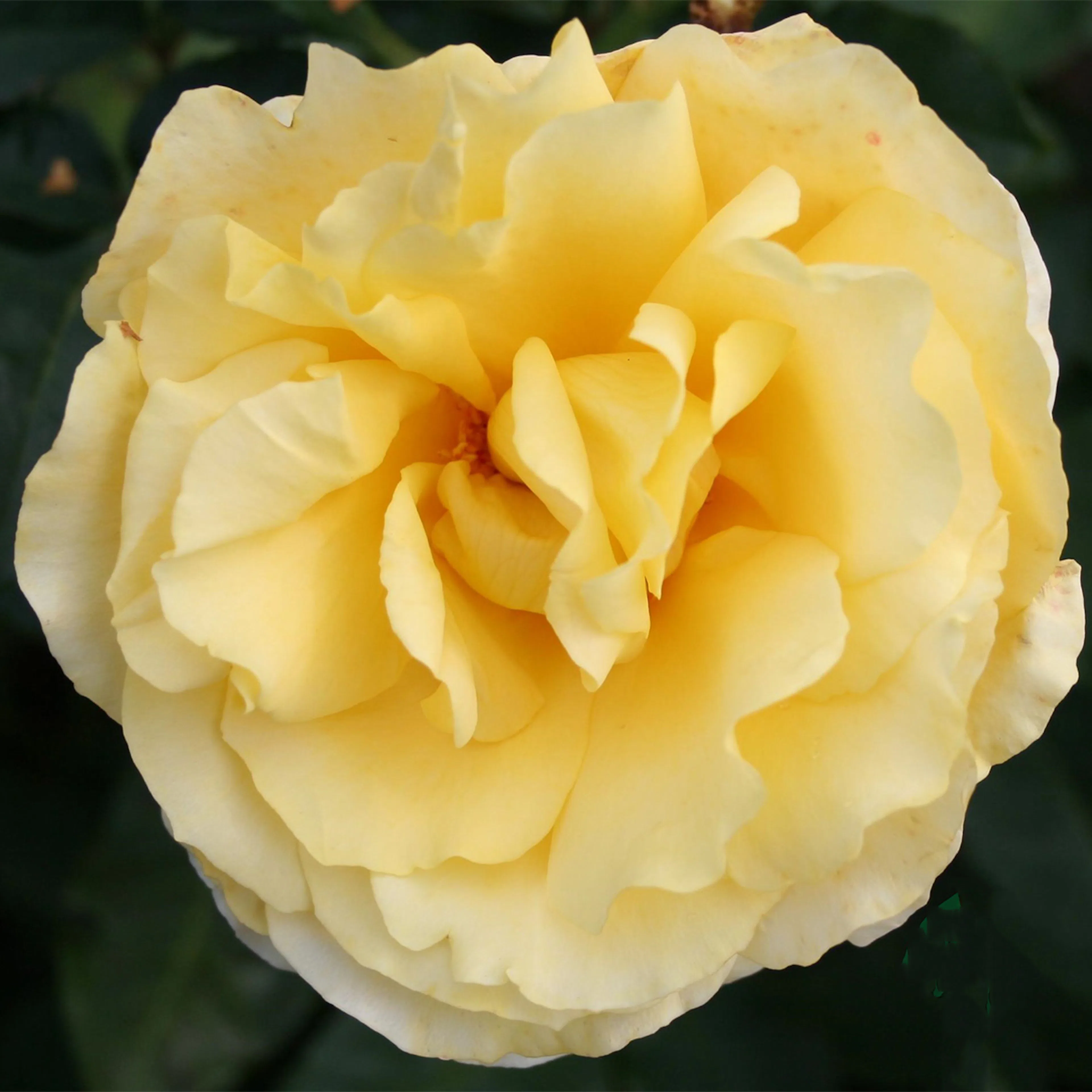 Rosa "Tivoli 150", 10-pack 10-pack