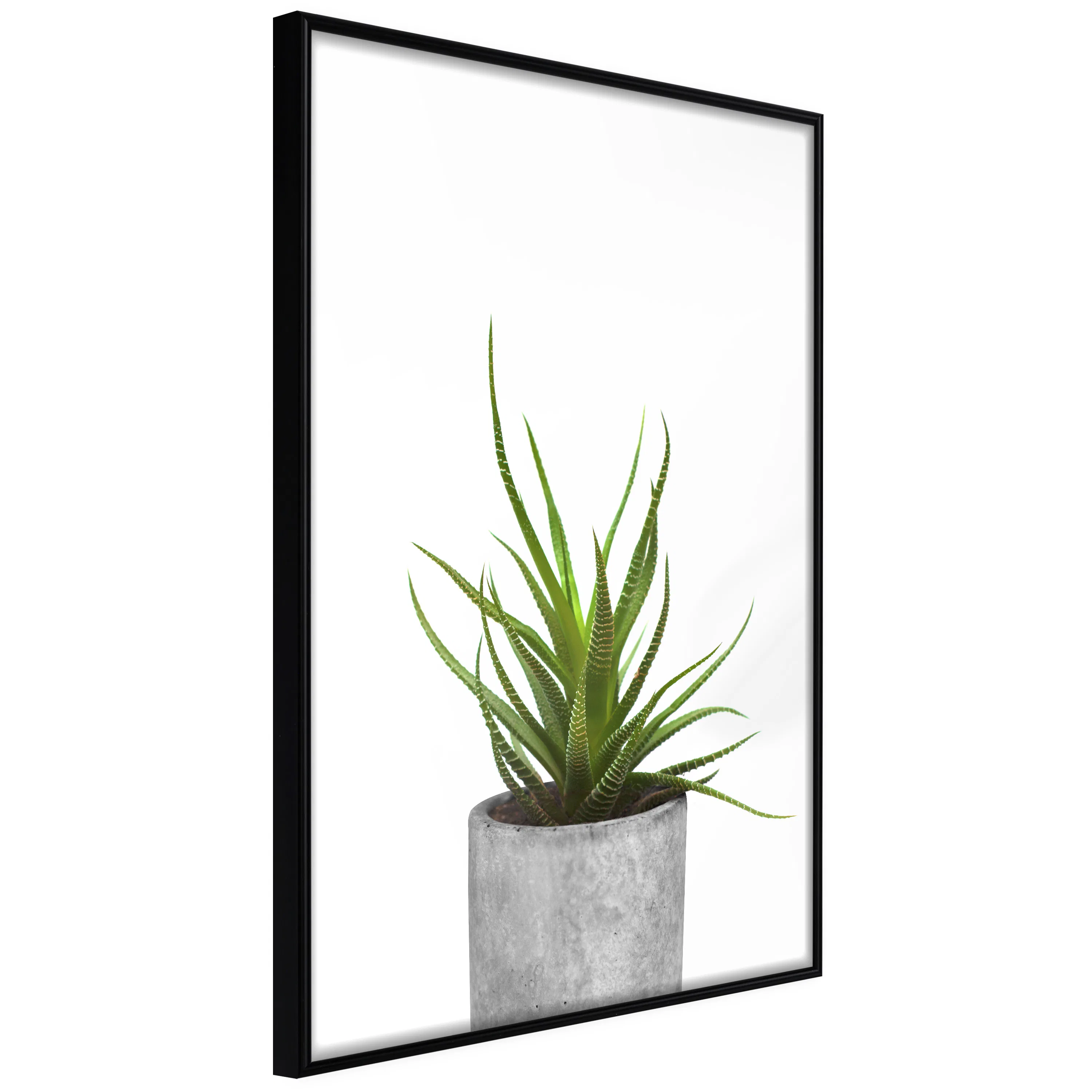 Poster Artgeist Affisch Haworthia