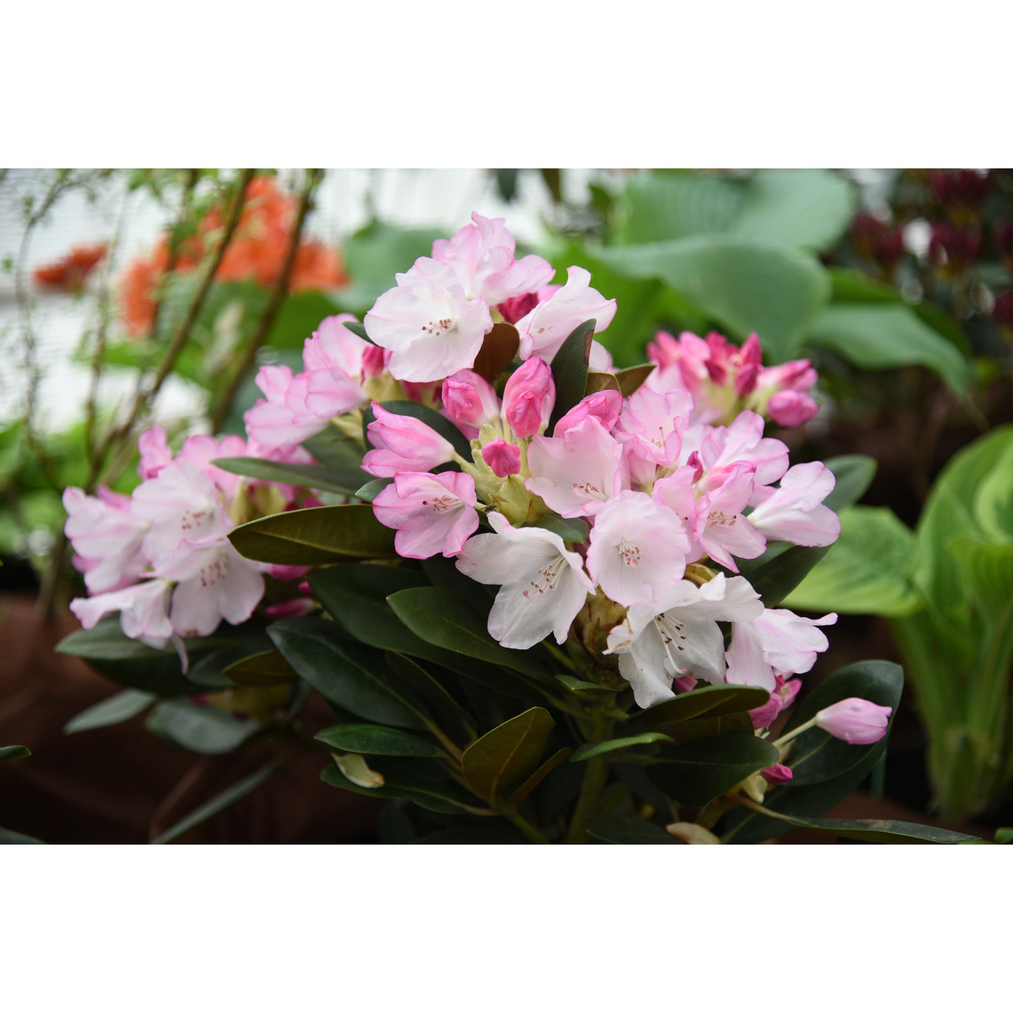 Rhododendron Omnia Garden Silberwolke Vitrosa Buske 25-30 cm