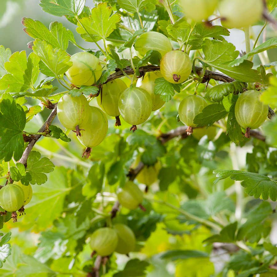 Buske Gula Krusbär Omnia Garden Stam 40-60 sth